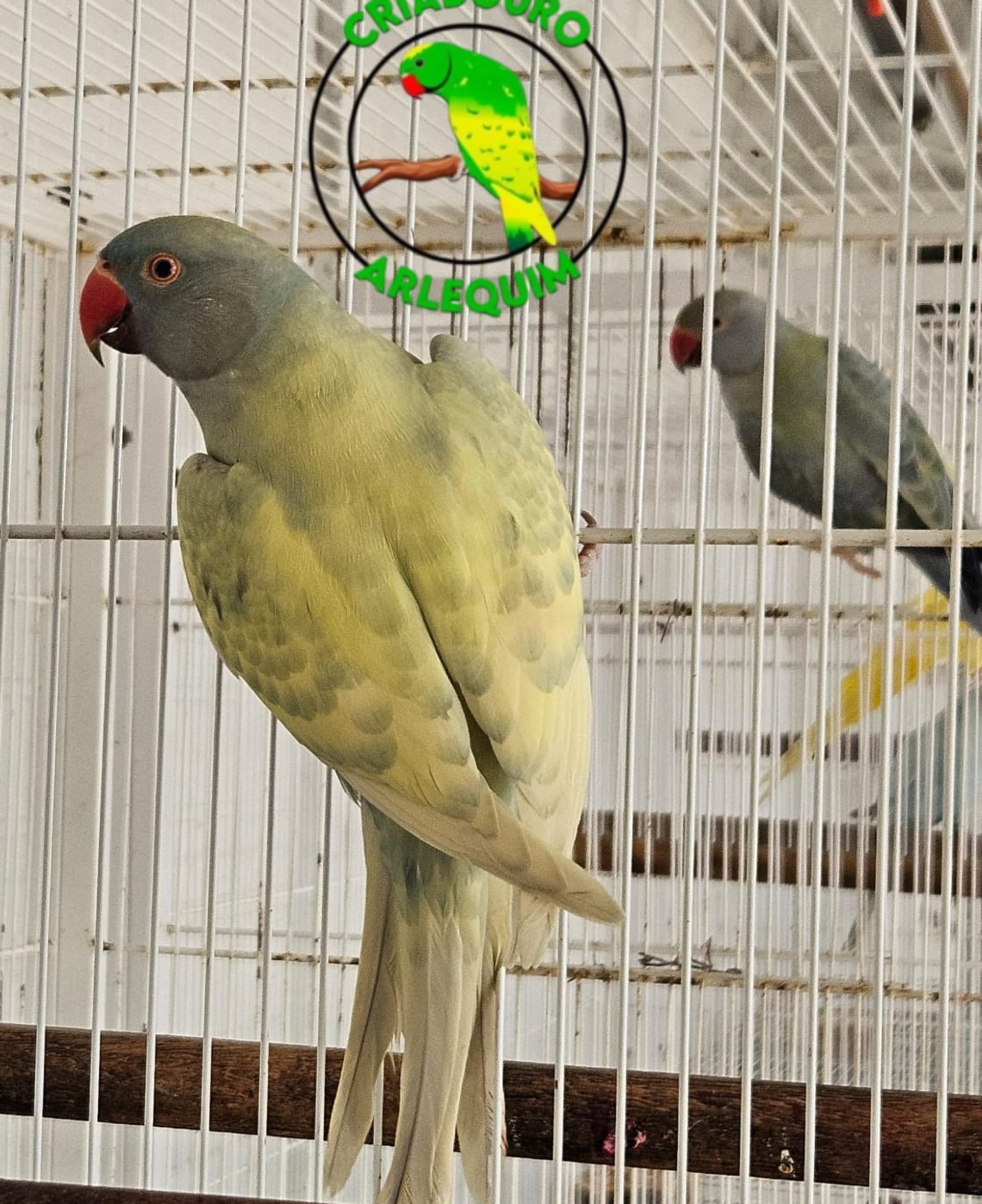 Arlequim Dominante Esmeralda 