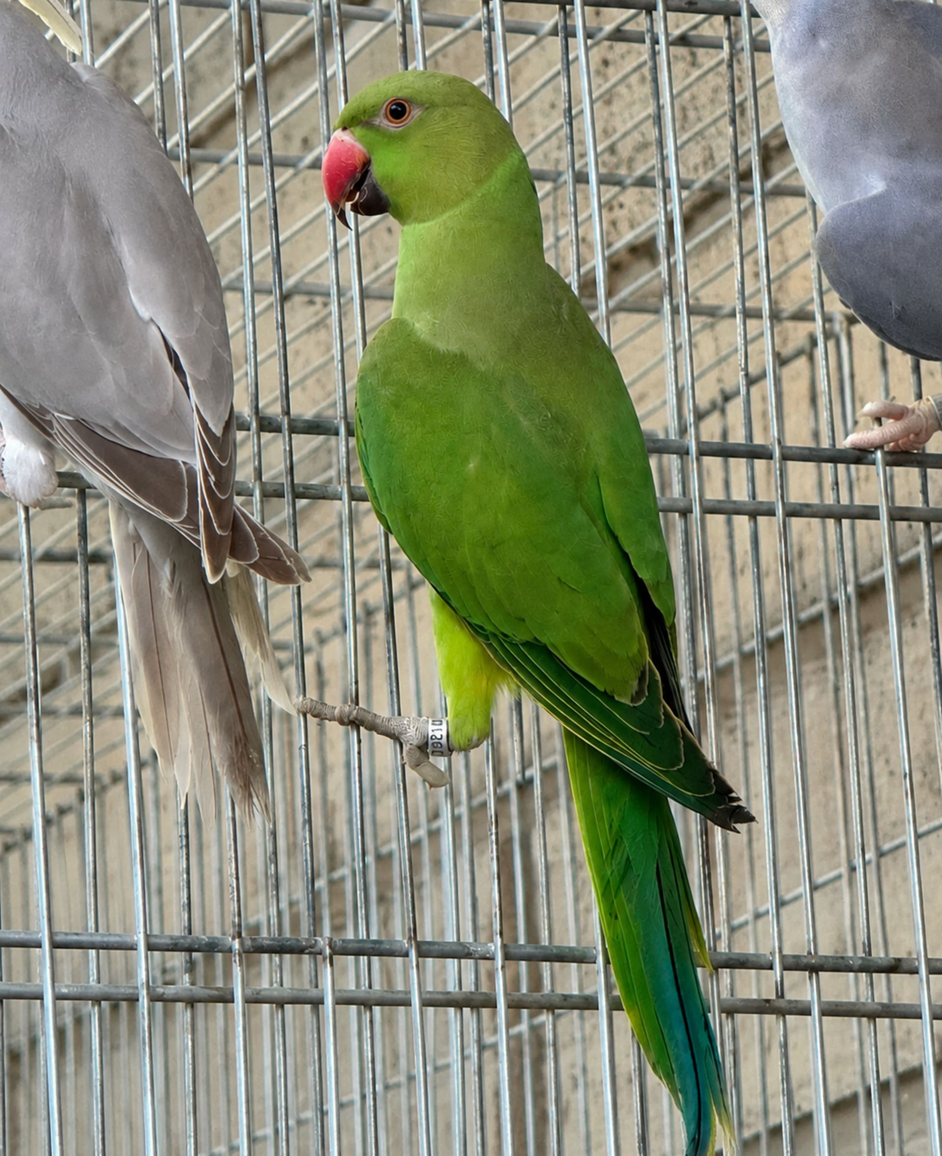 Ring Neck Verde/Ino
