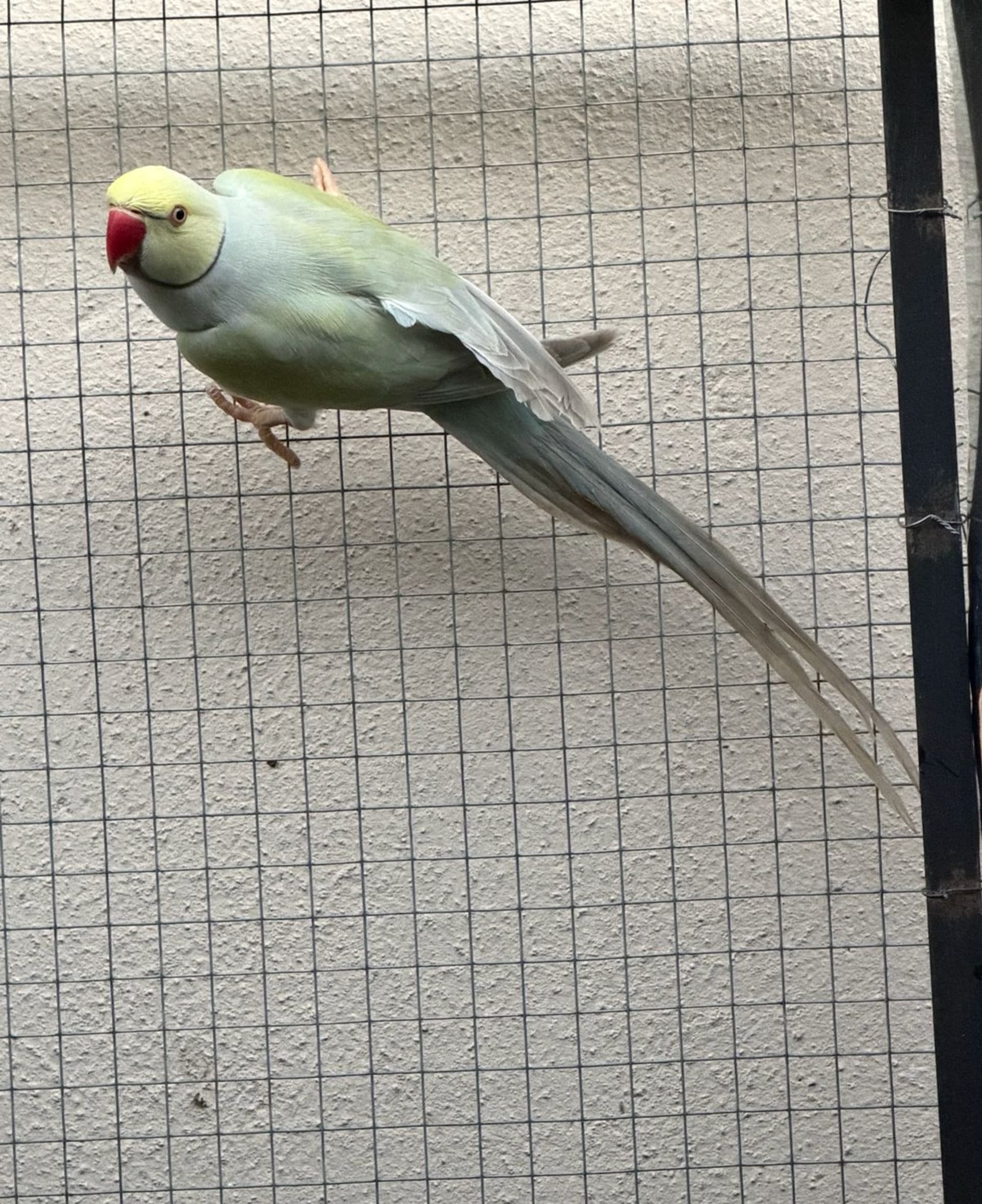 Macho pallid azul turquesa