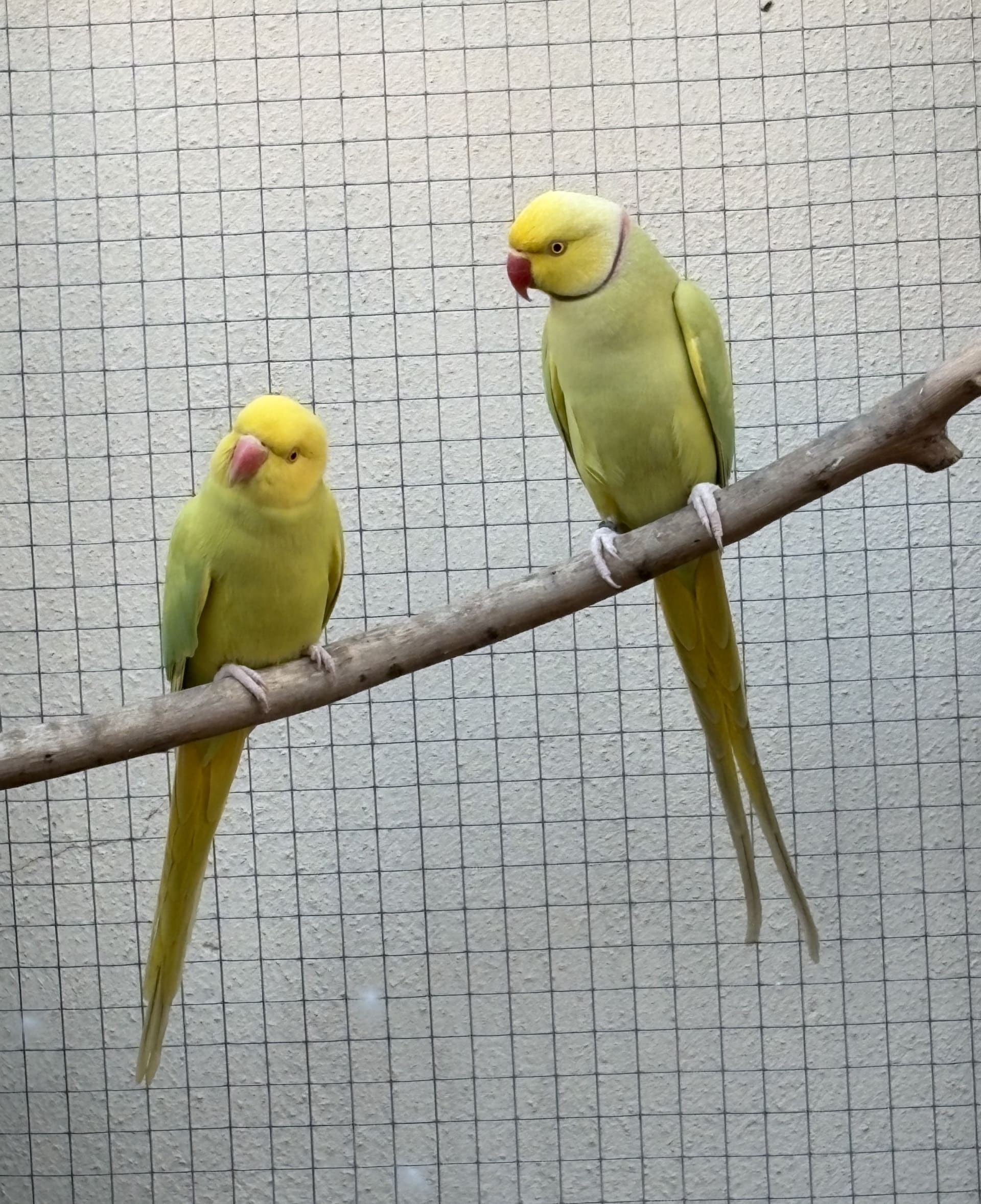 Casal Pallid