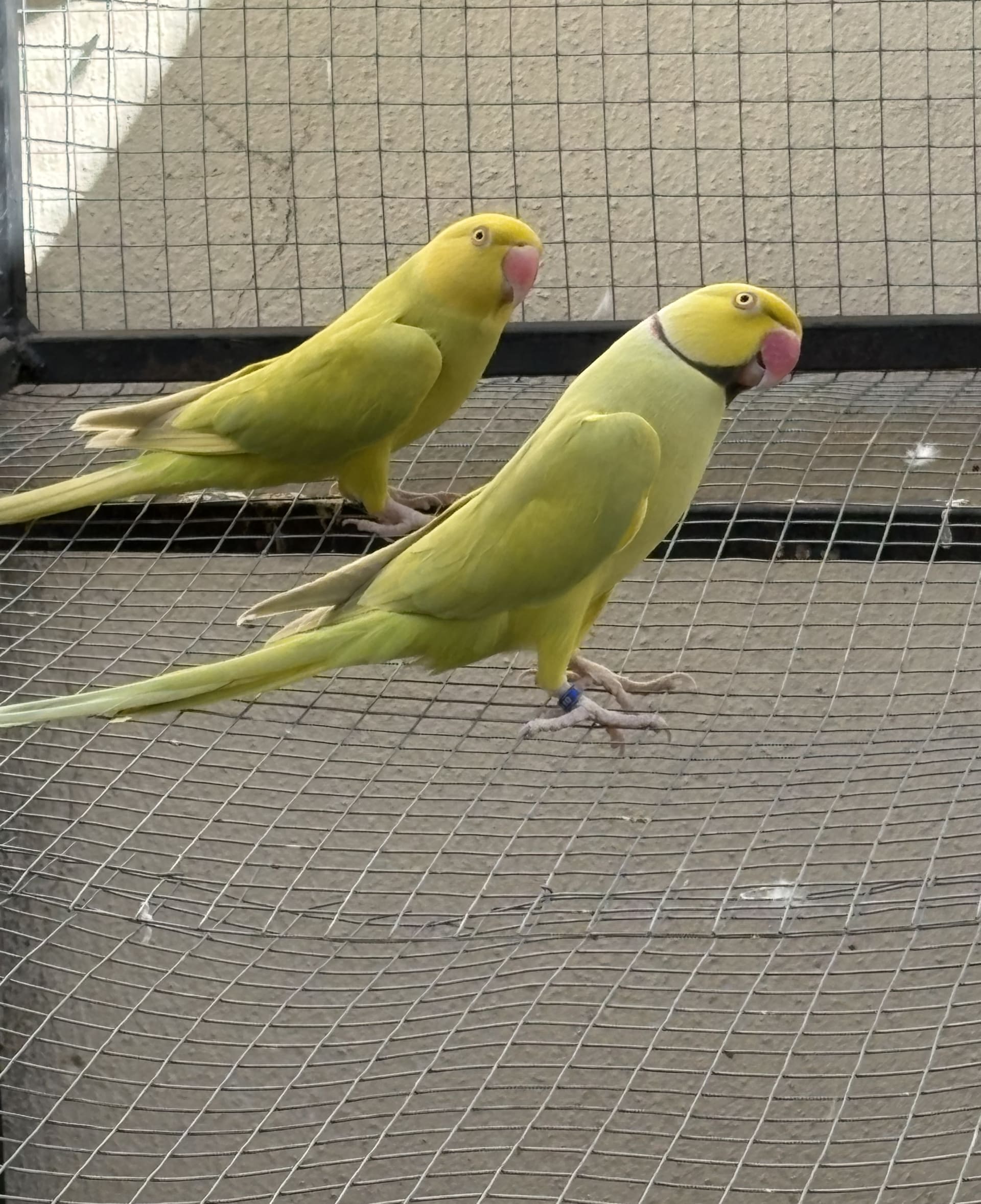 Casal Pallid