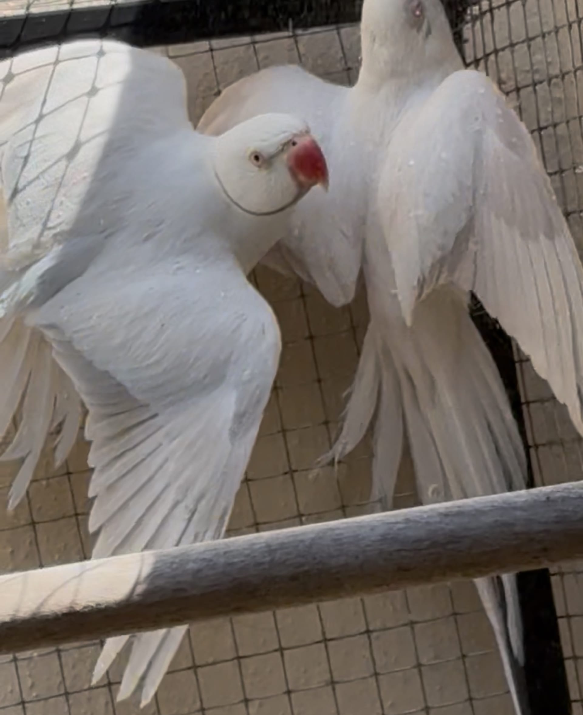 Casal Pallid x Albina