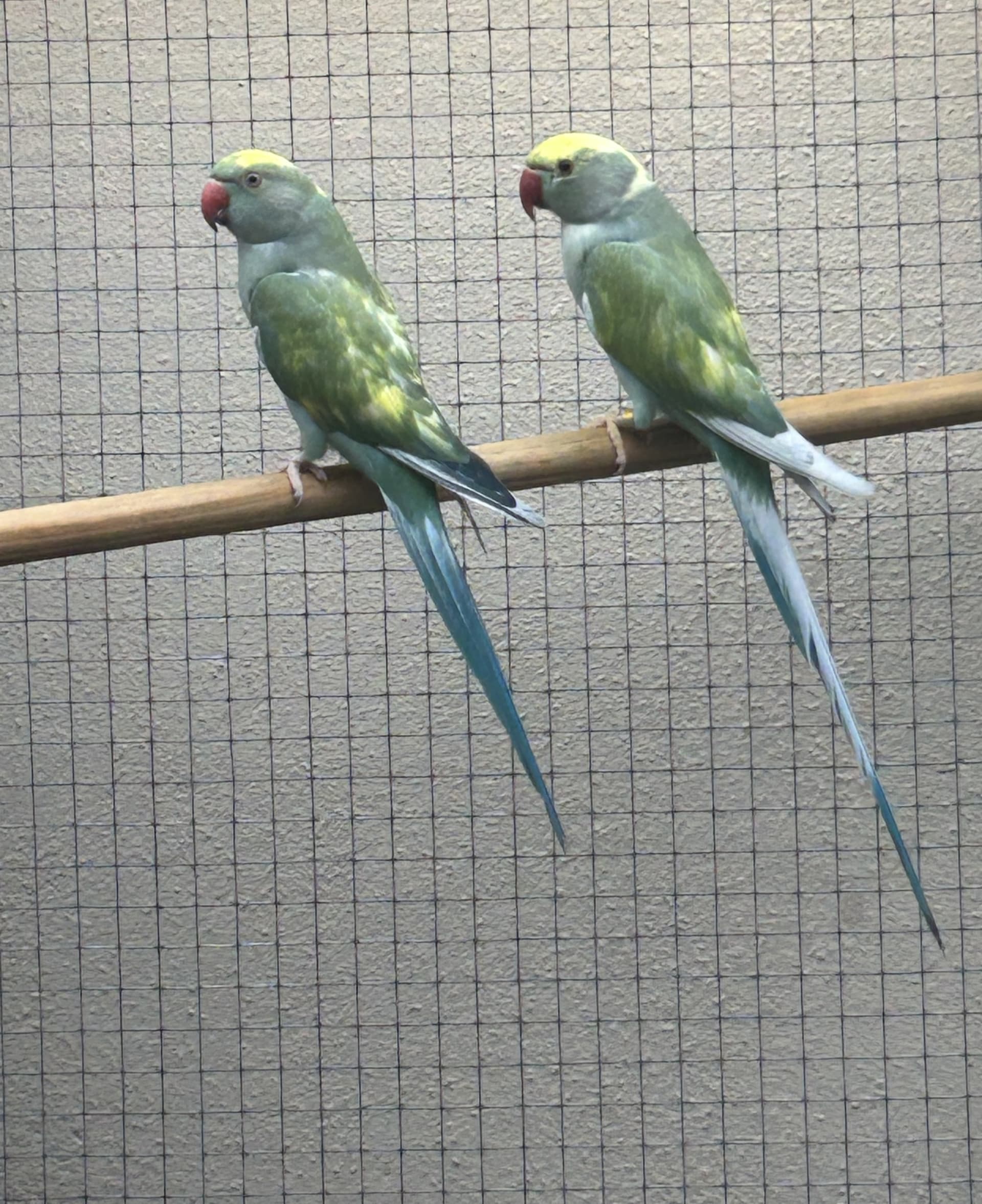 Arlequim recessivo azul turquesa