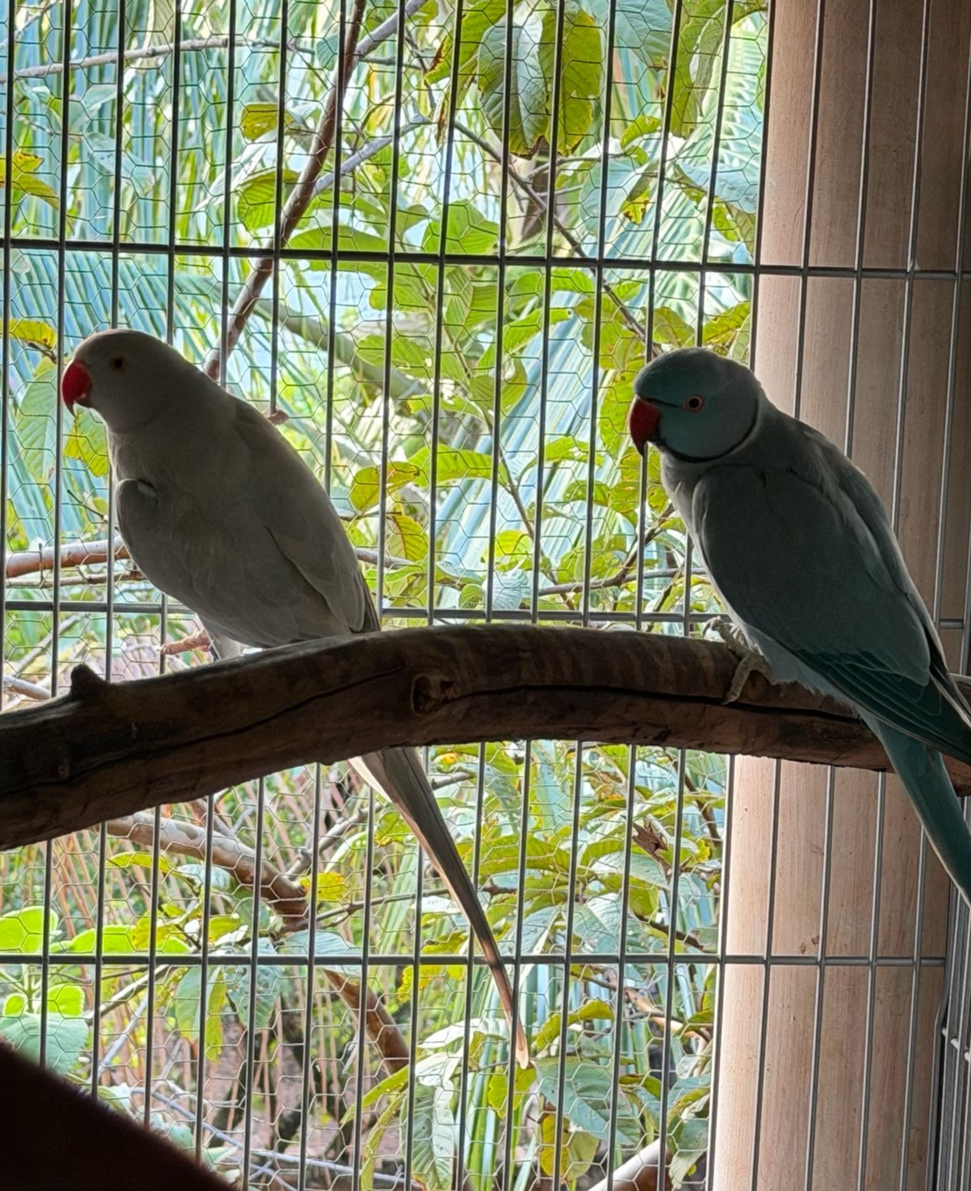Casal azul