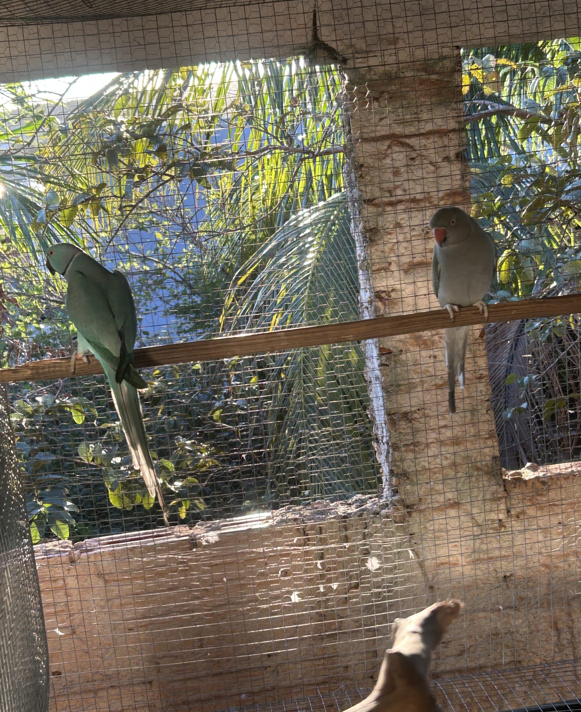 Casal azul x malva