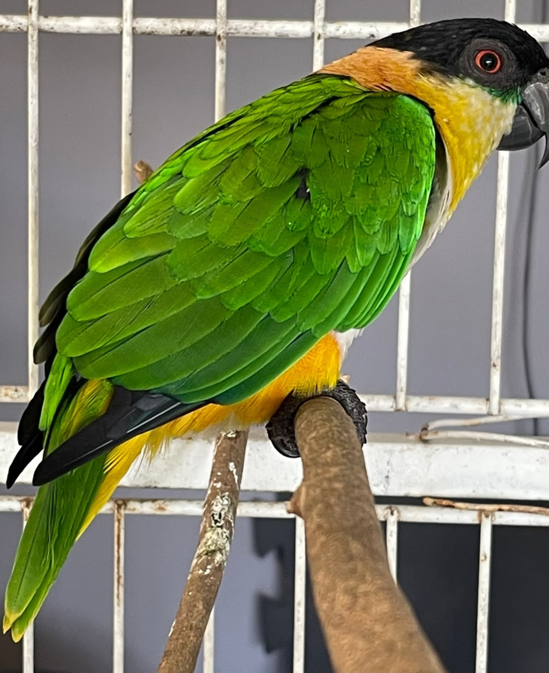 Marianinha De Cabeça Preta Verde ancestral