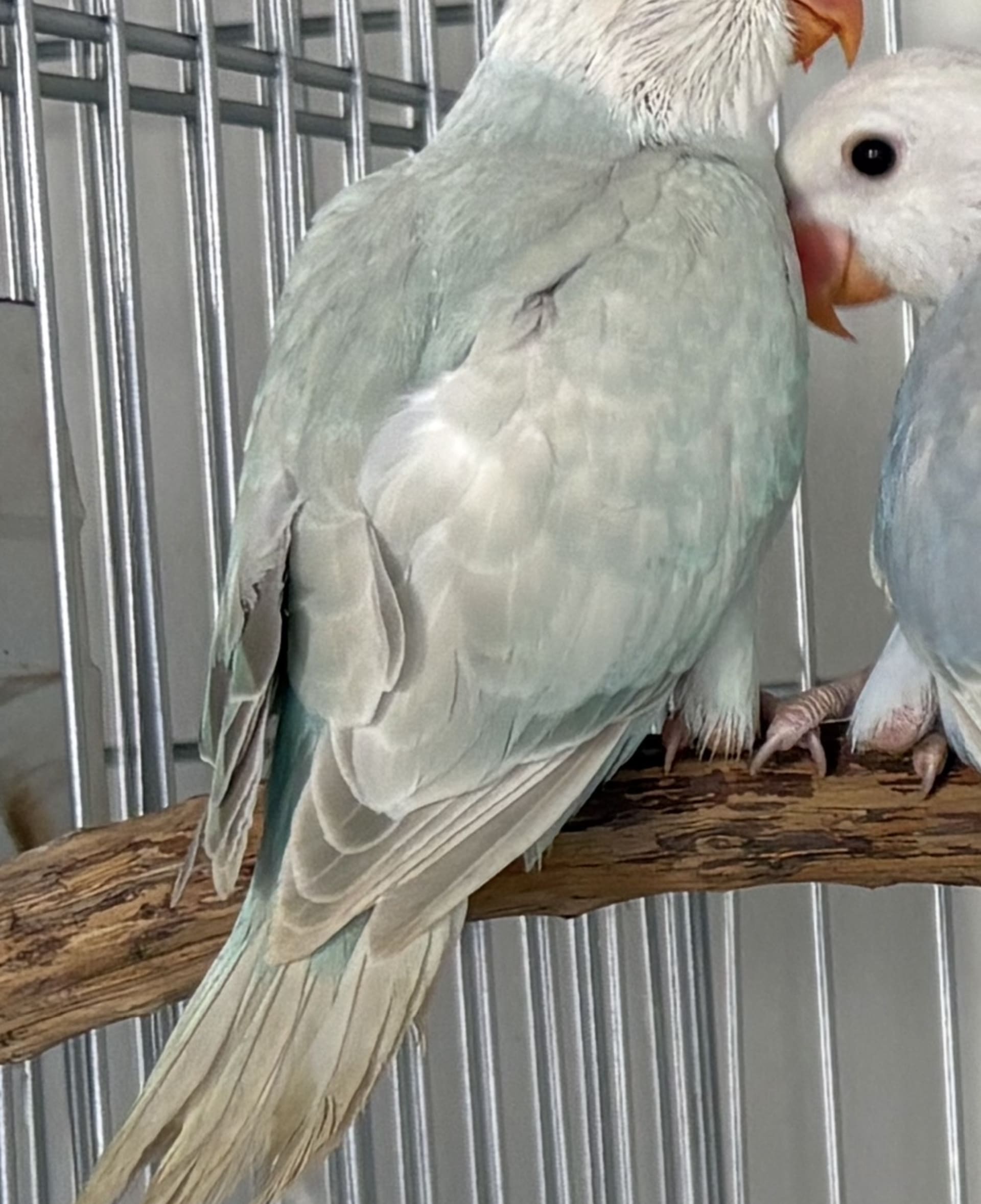 Ring Neck Pallid Azul