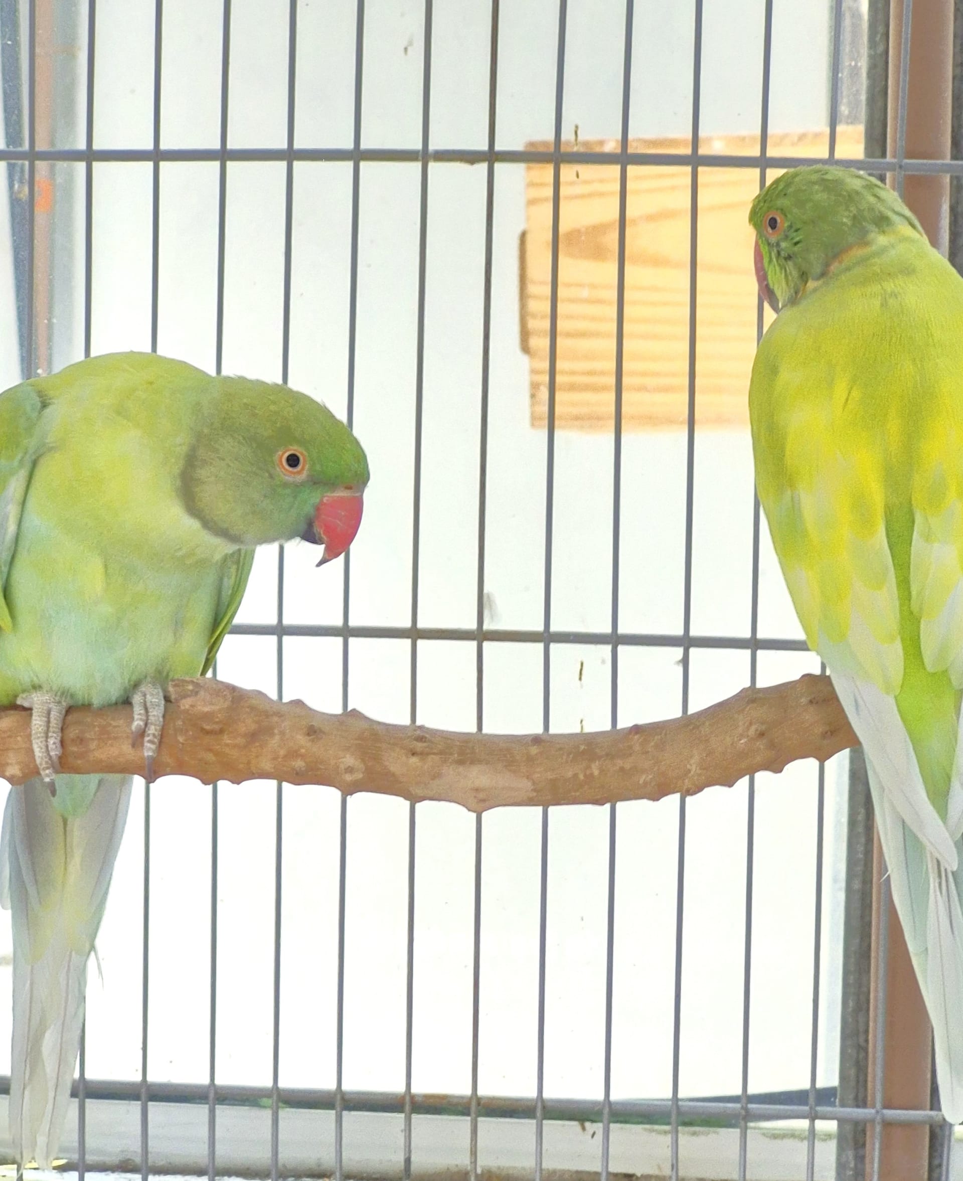 Casal Dominante Turquesa