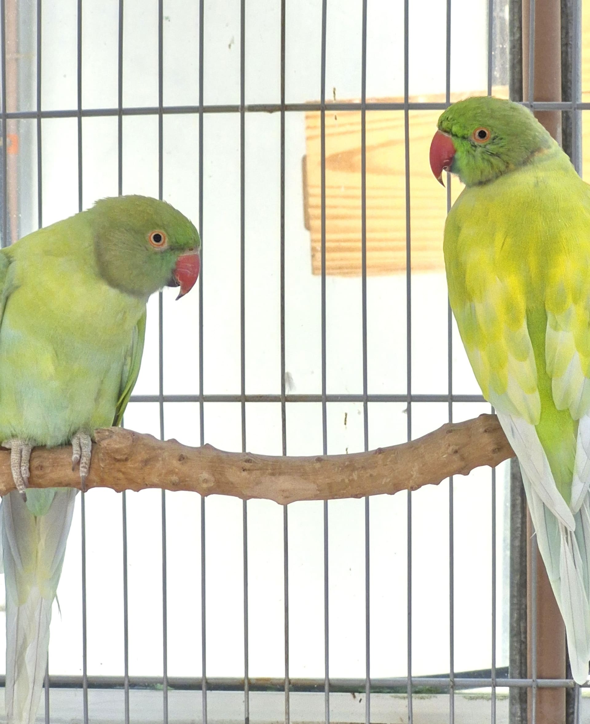 Casal Dominante Turquesa