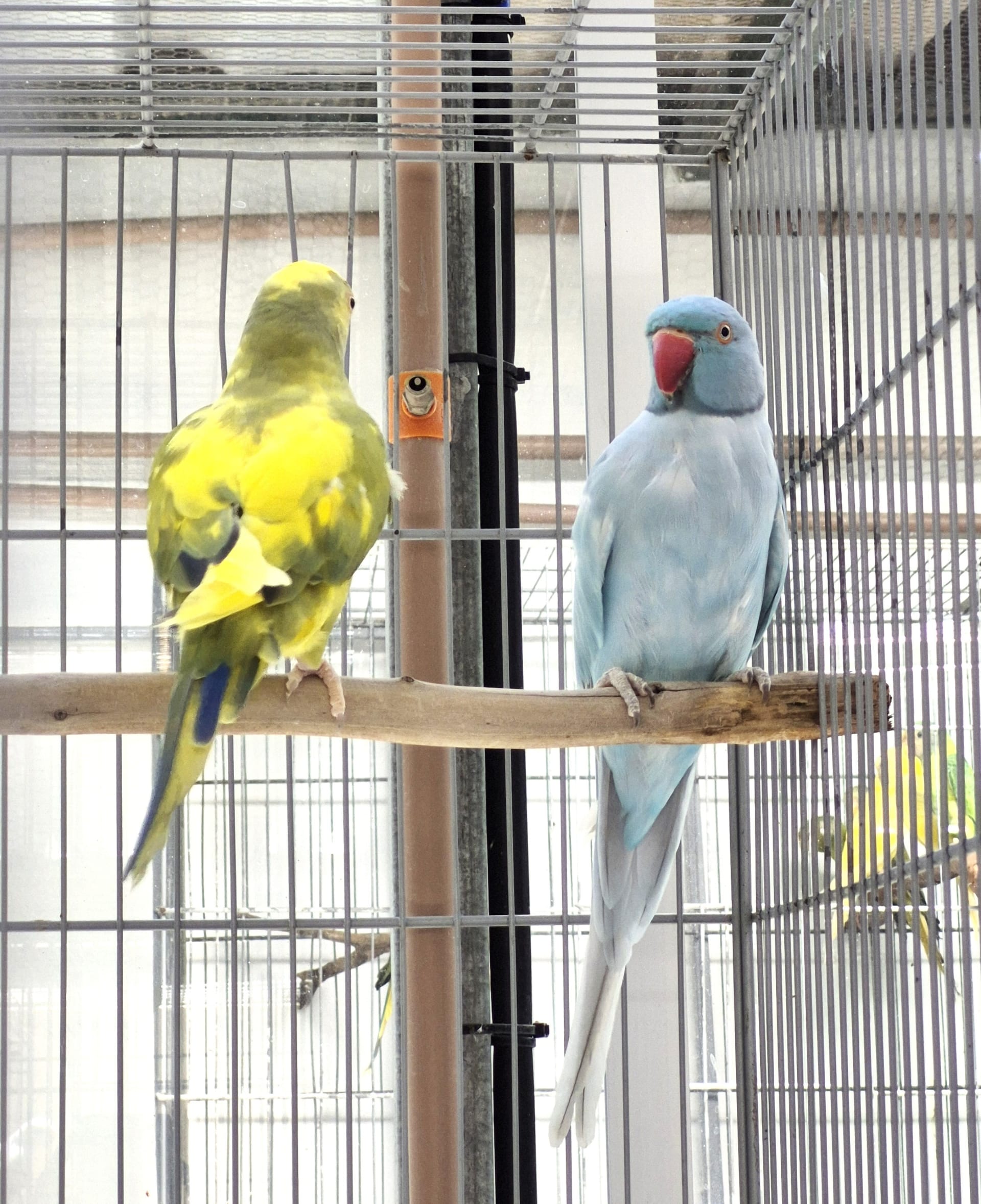 Casal Recessivo