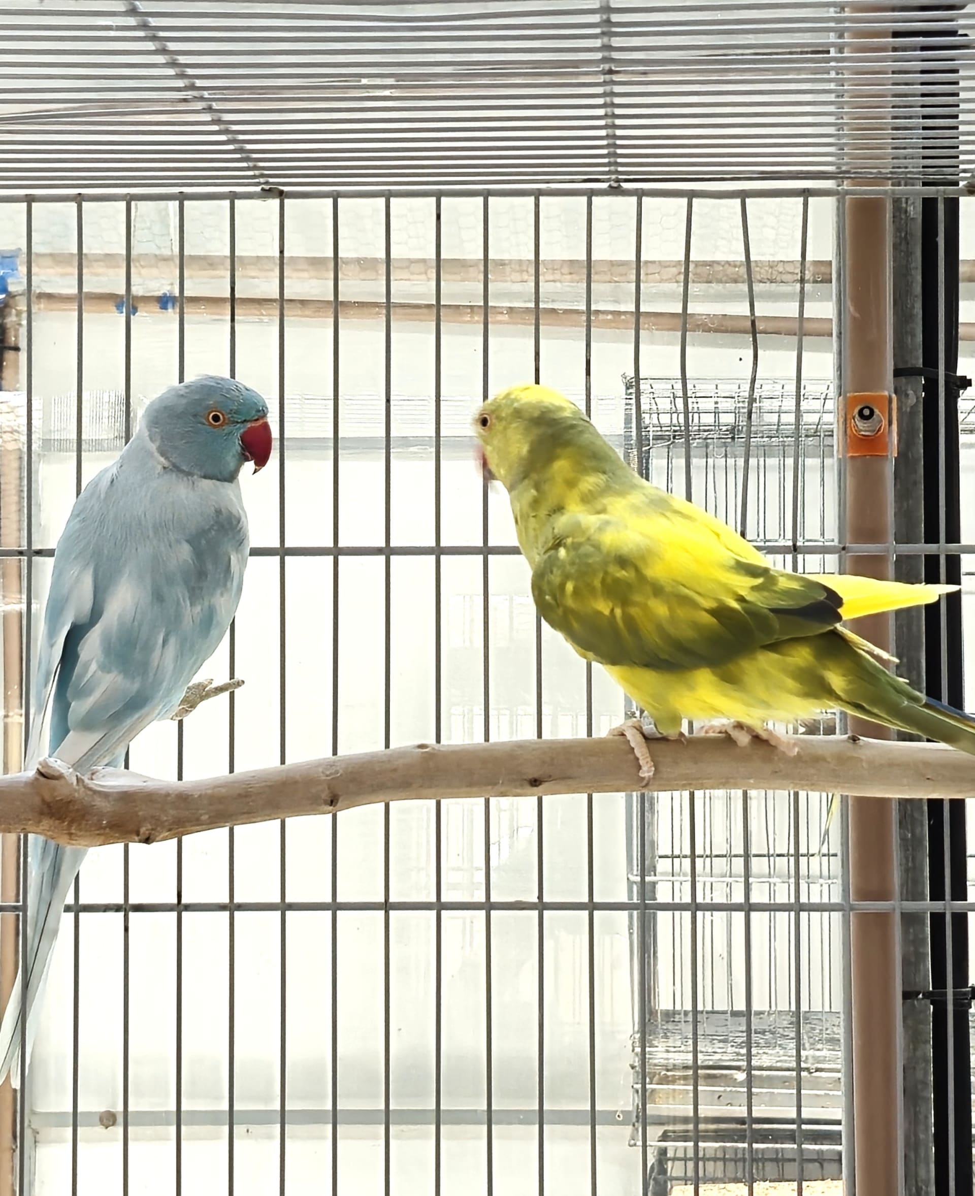 Casal Recessivo