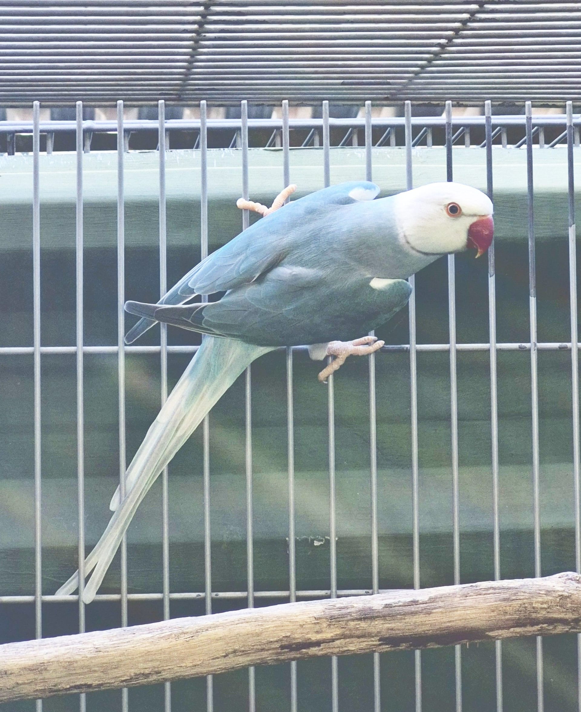 Clear Azul Macho adulto