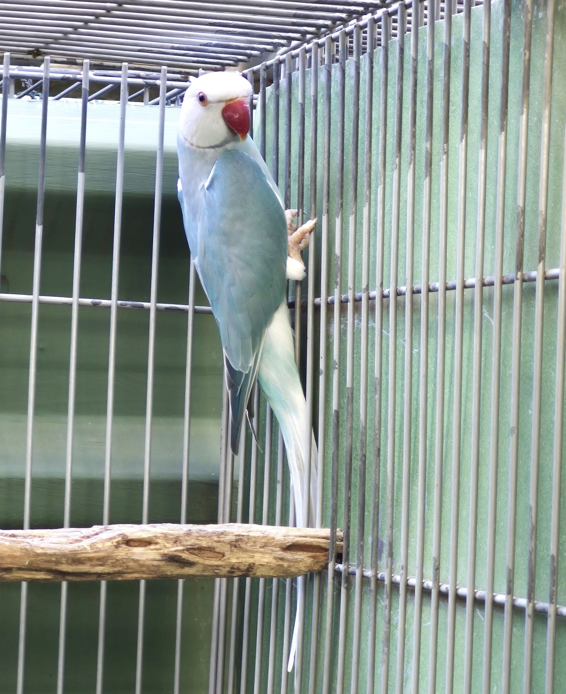 Clear Azul Macho adulto