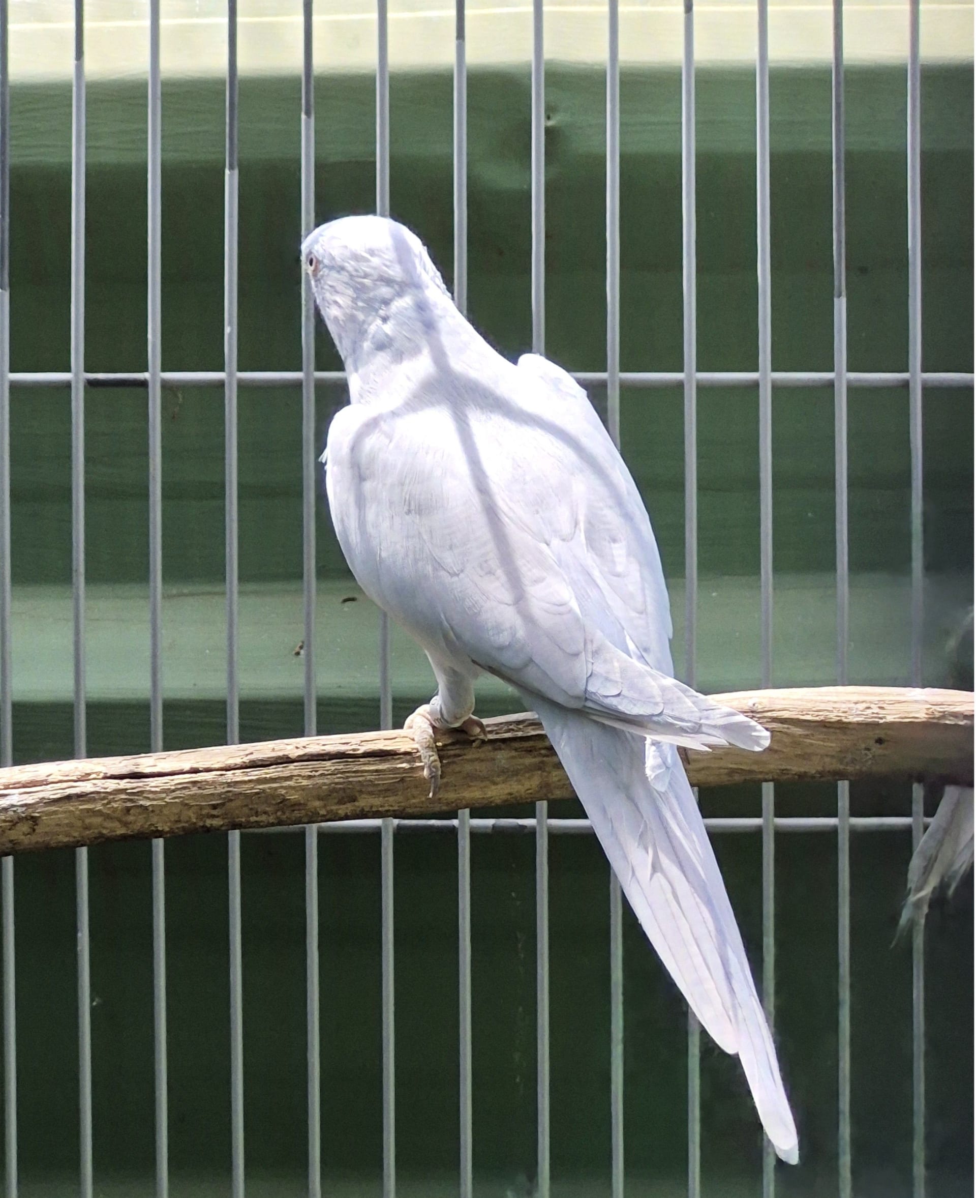 Azul diluido adulto