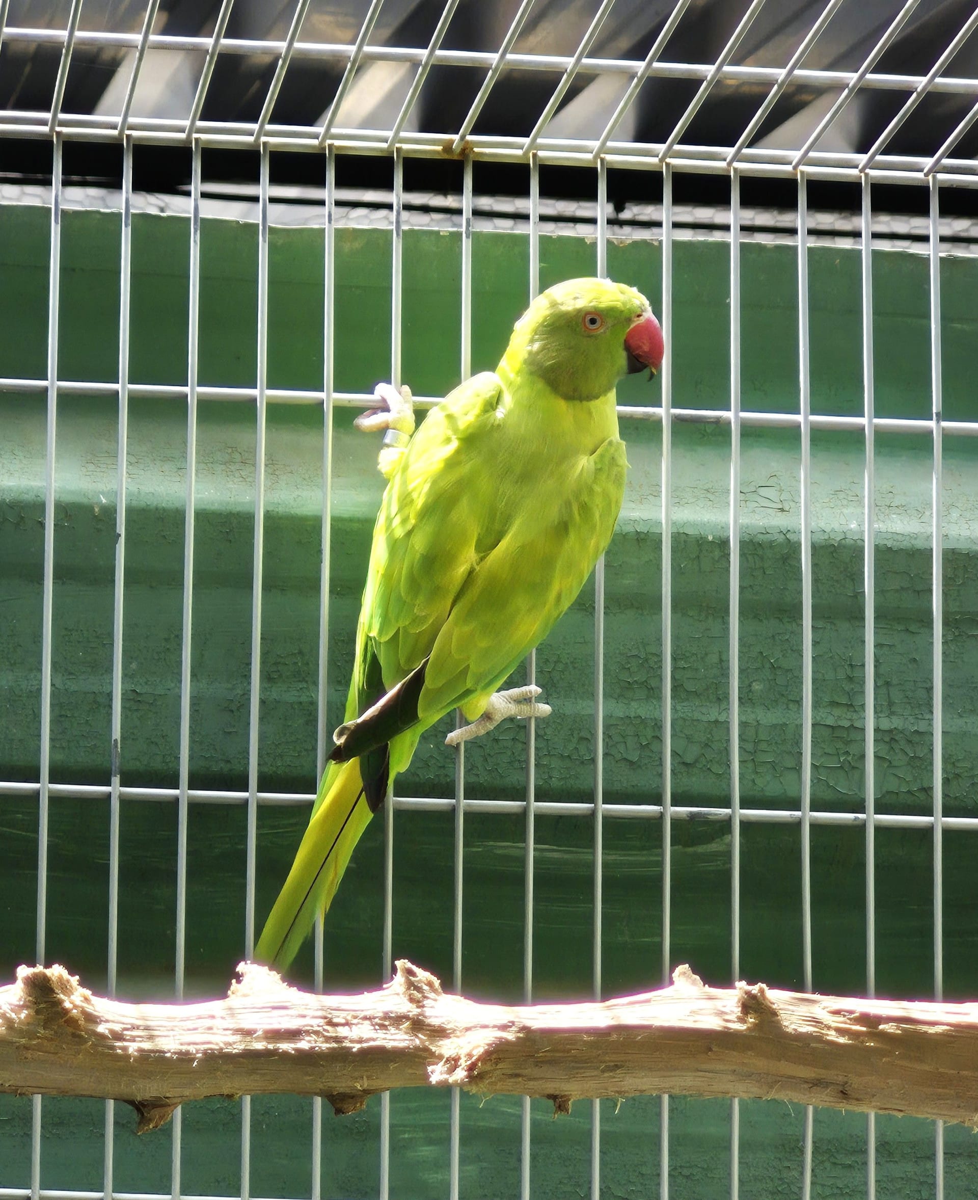 Femea Opalina PP clear