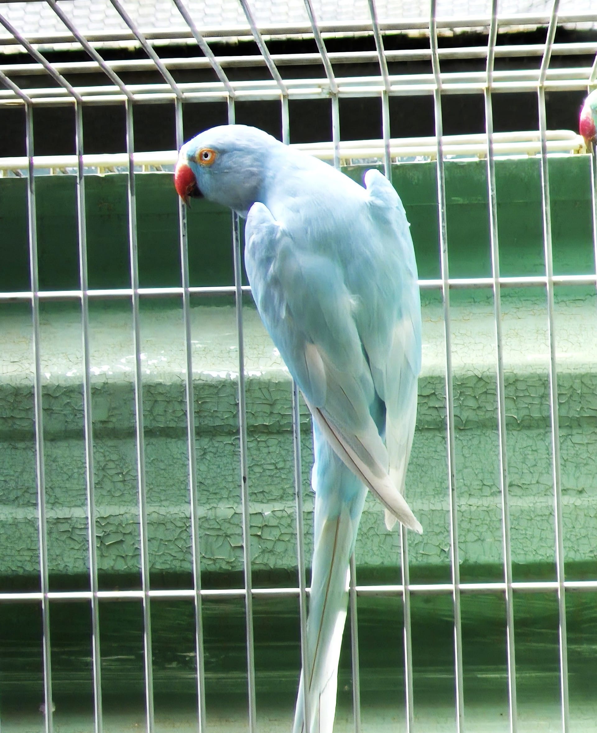 Azul Dom. Femea