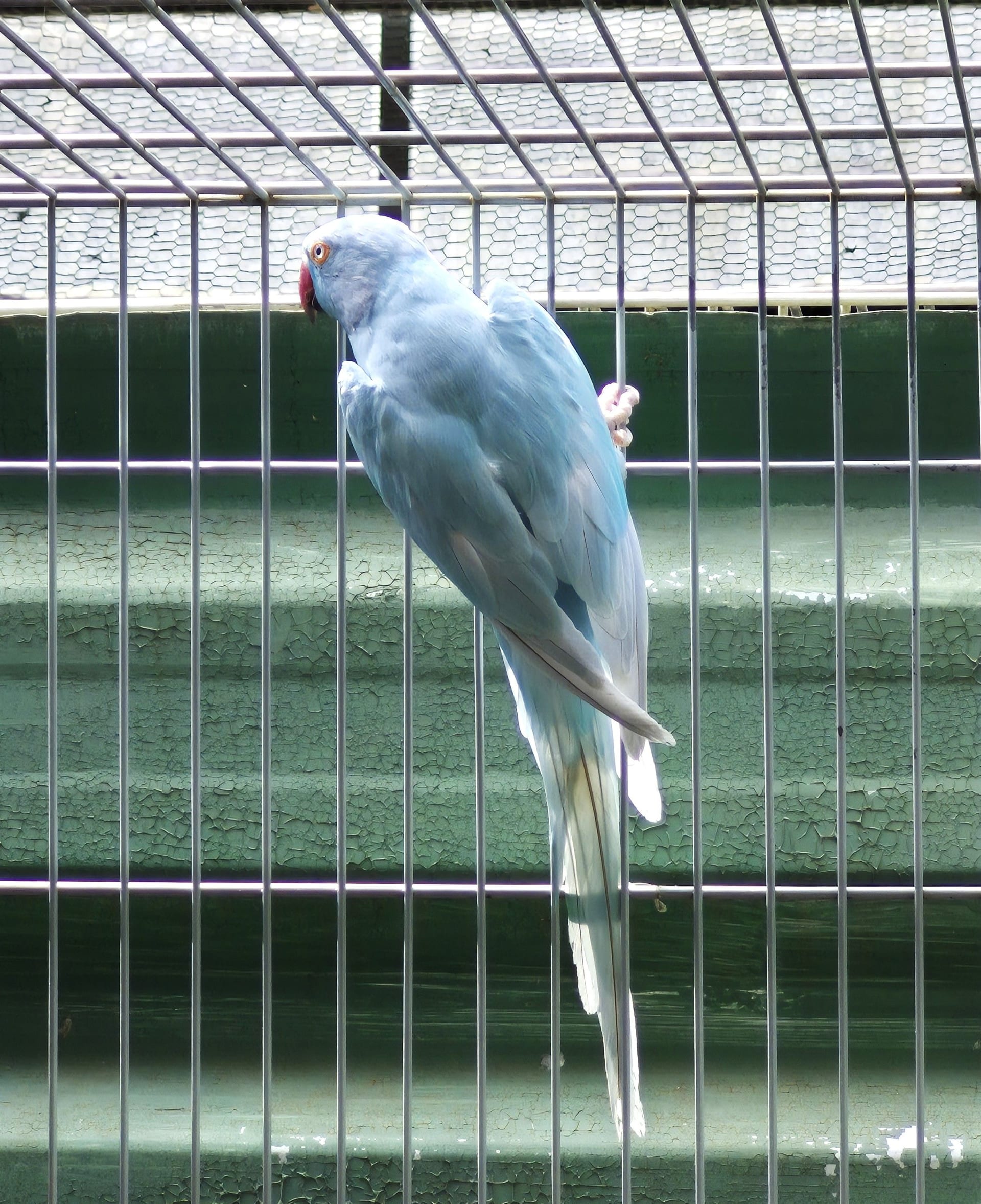Azul Dom. Femea