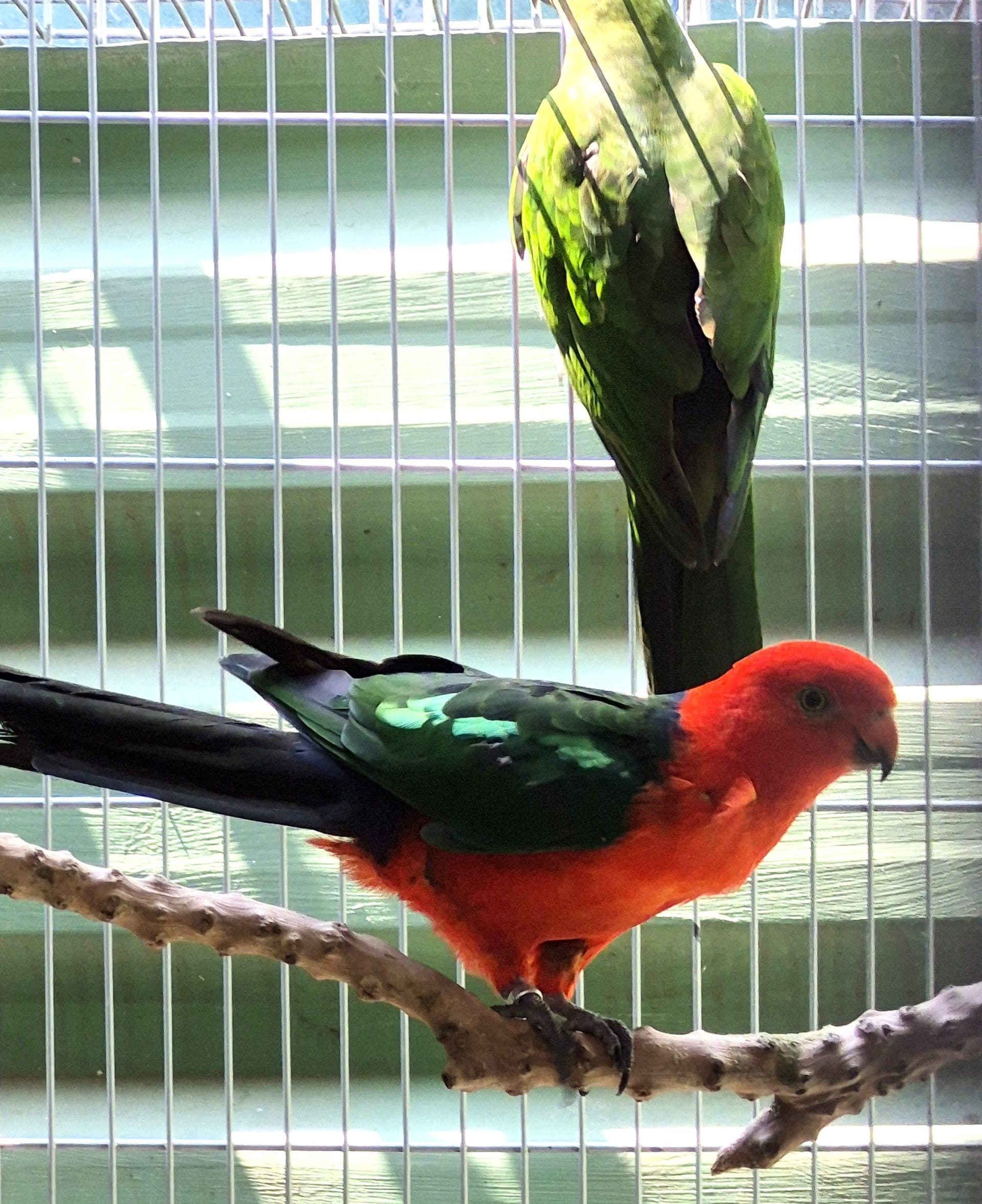 Casal King Parrot