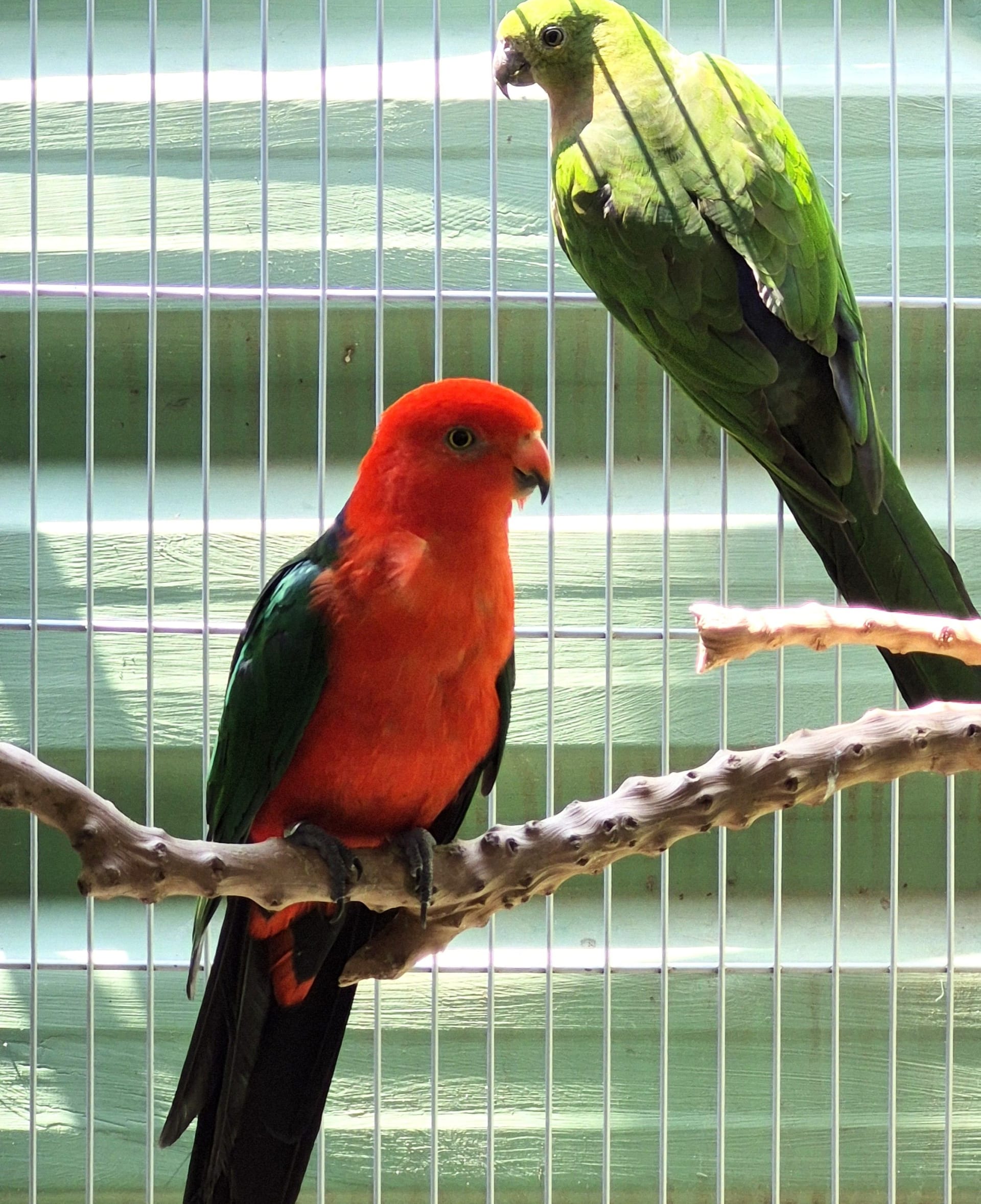 Casal King Parrot