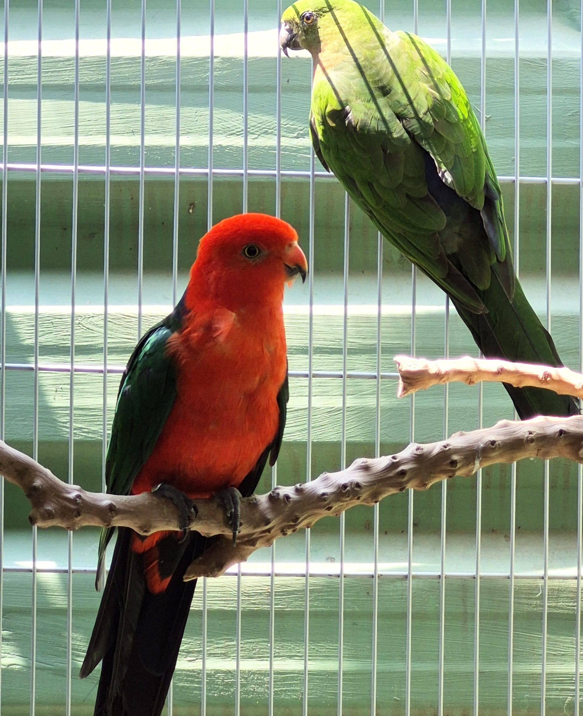 Casal King Parrot