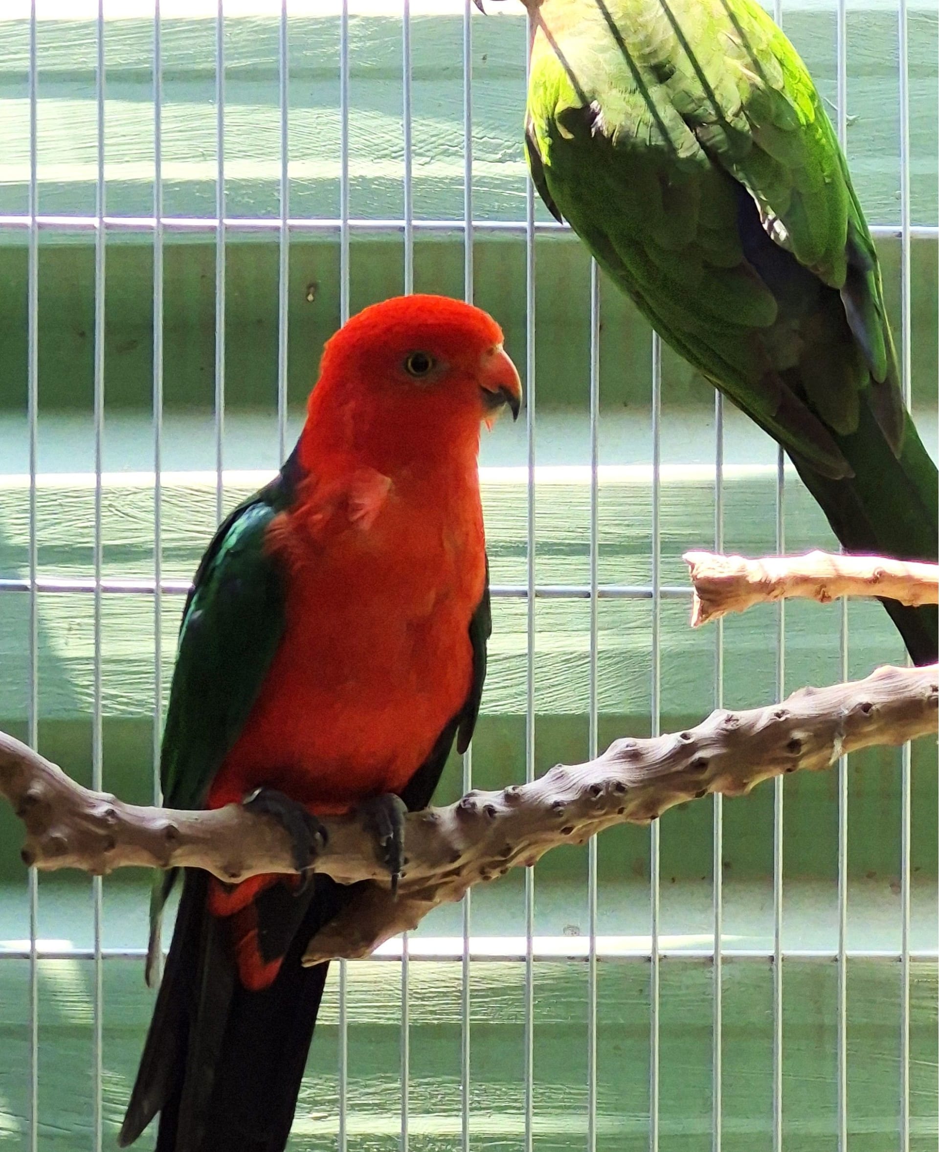 Casal King Parrot