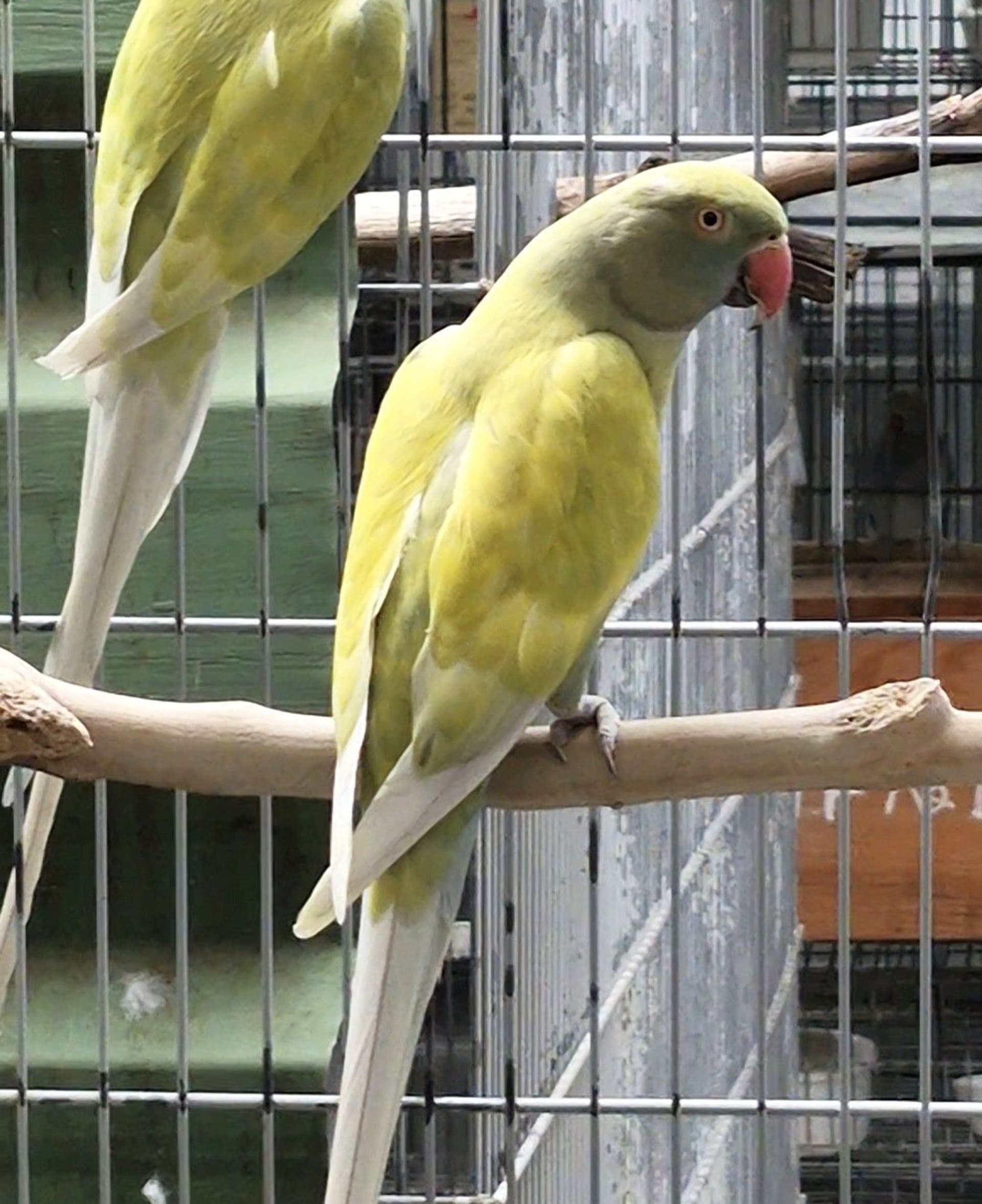 Casal Dom. azul e cobalto turquesa