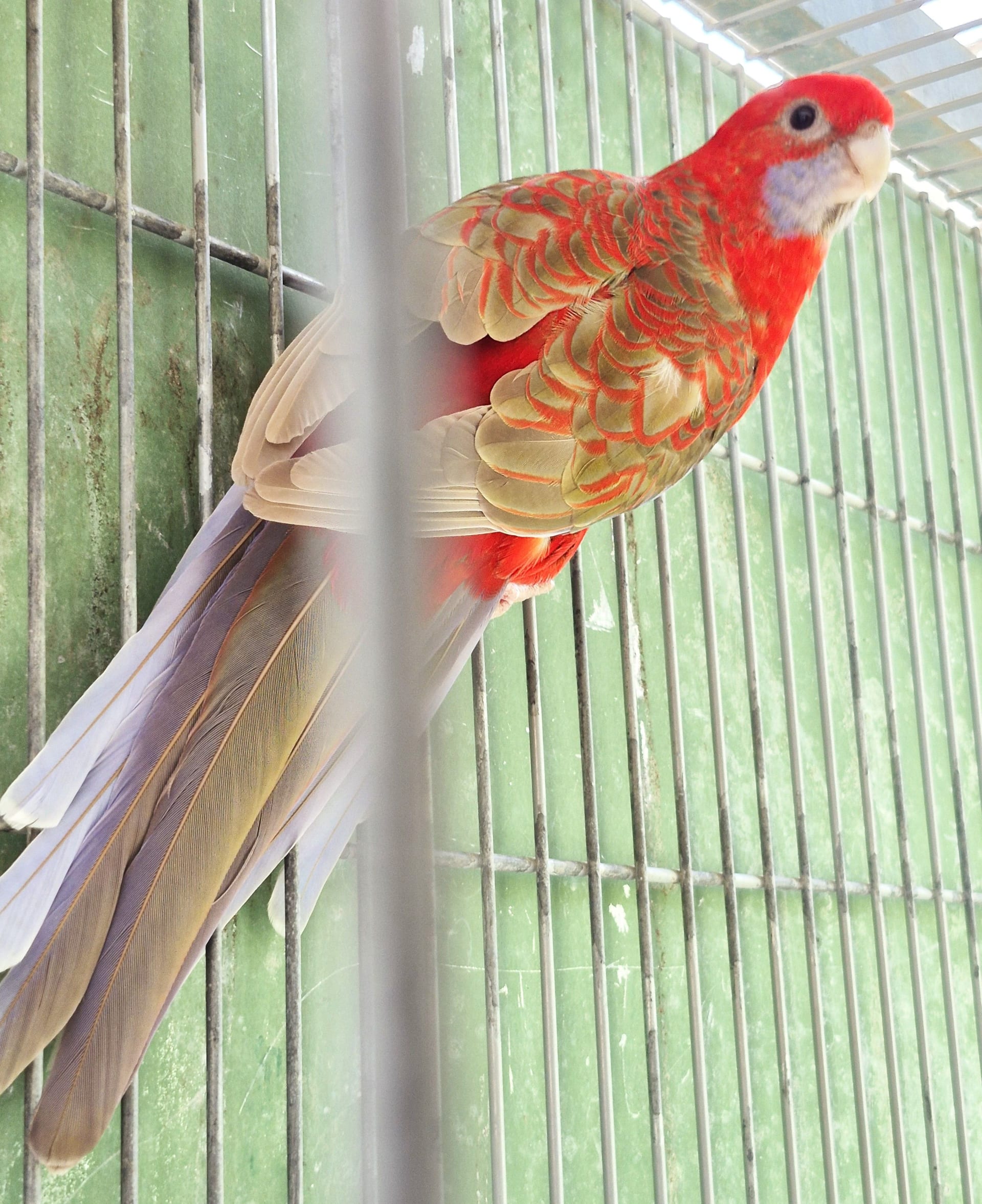 Casal Pennant Canela