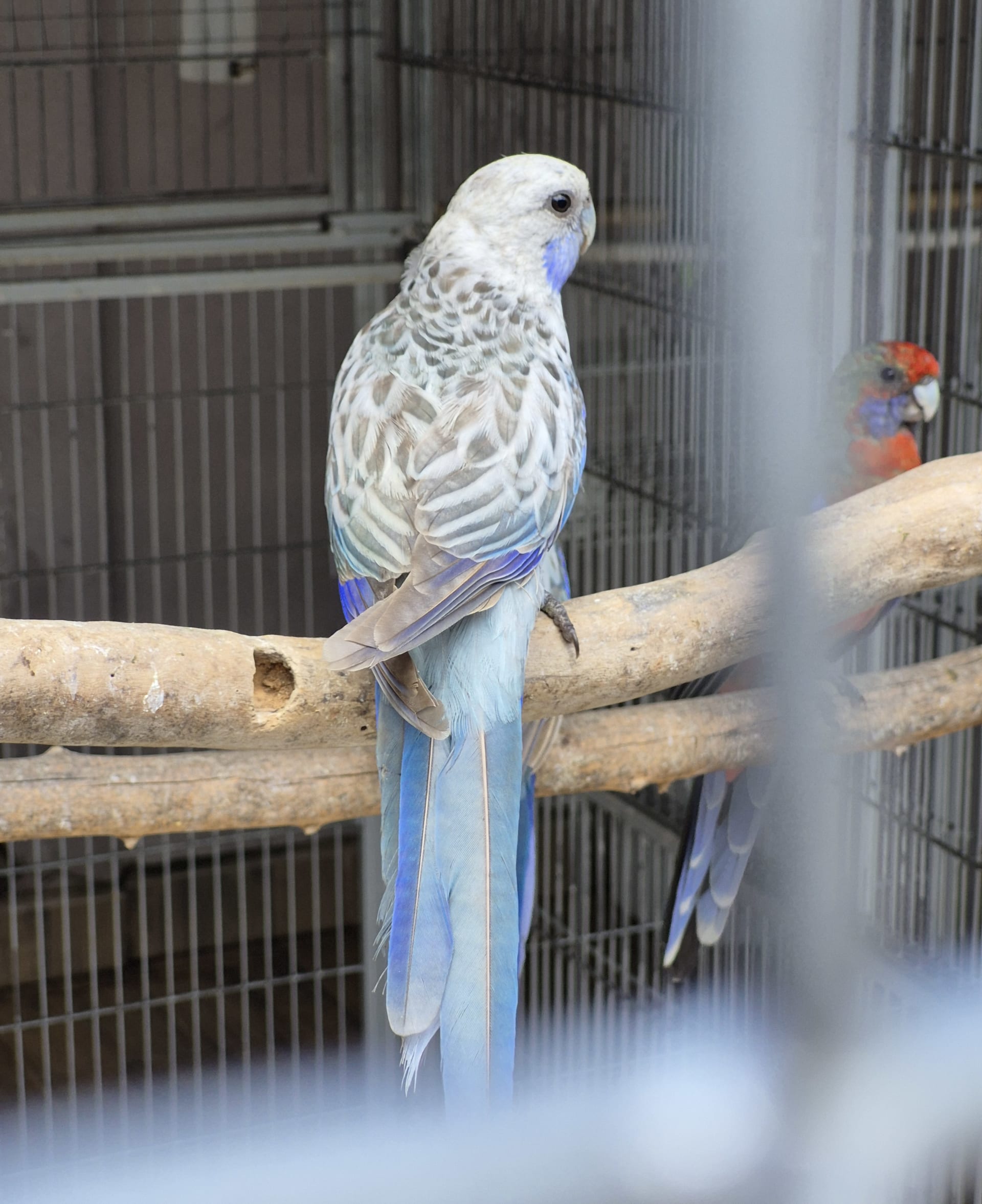 Eximius Opalino Azul