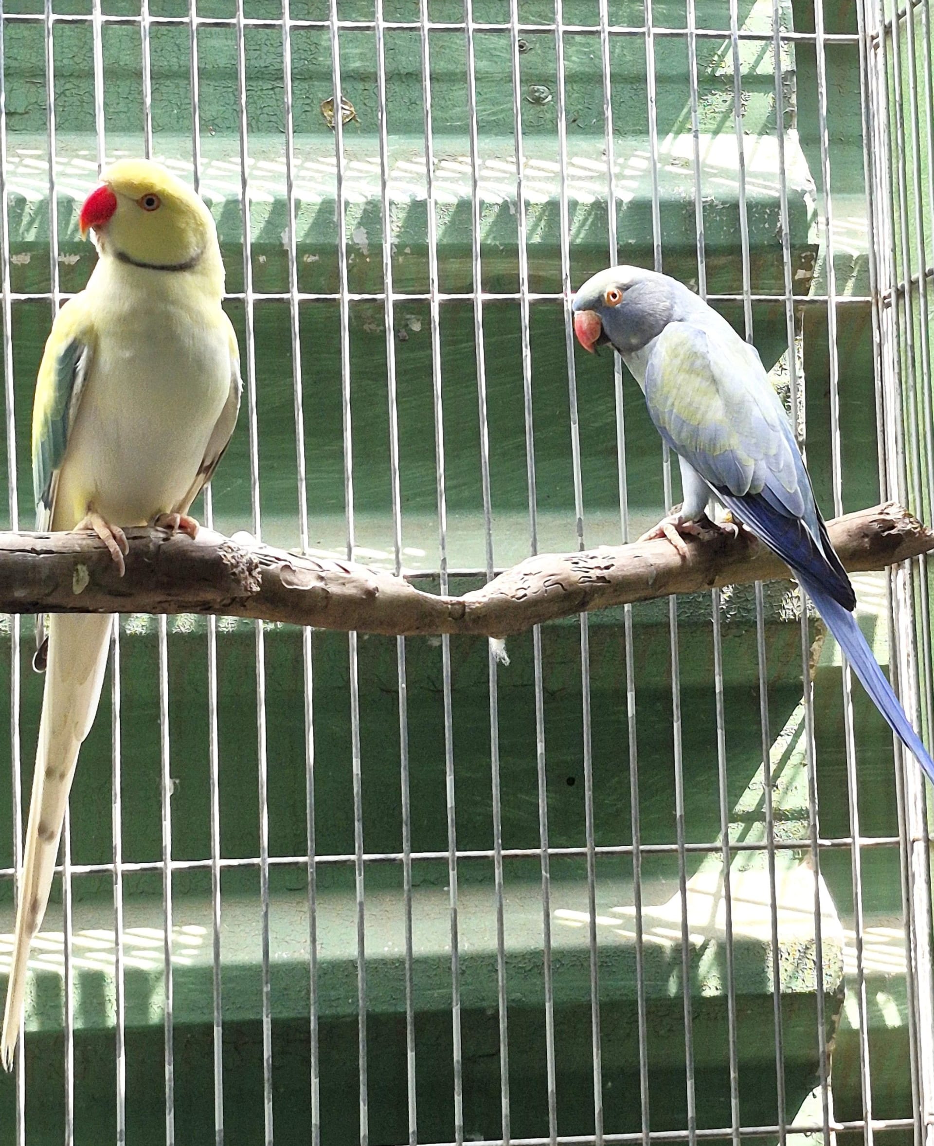 Casal Opalino Clear