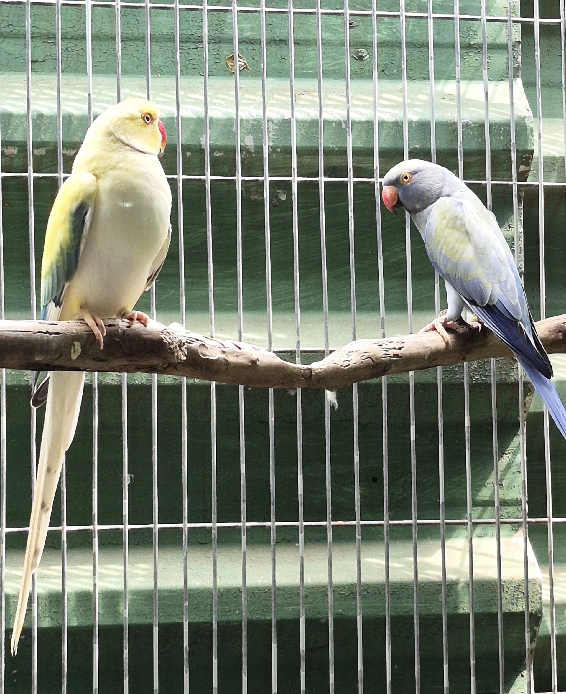 Casal Opalino Clear