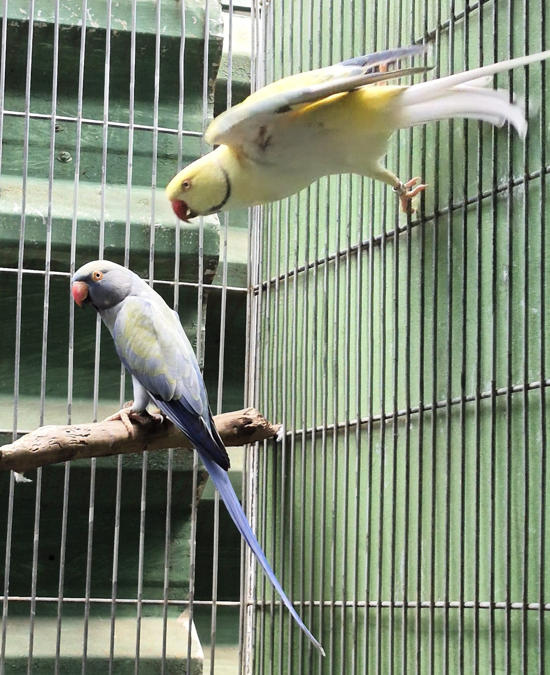 Casal Opalino Clear