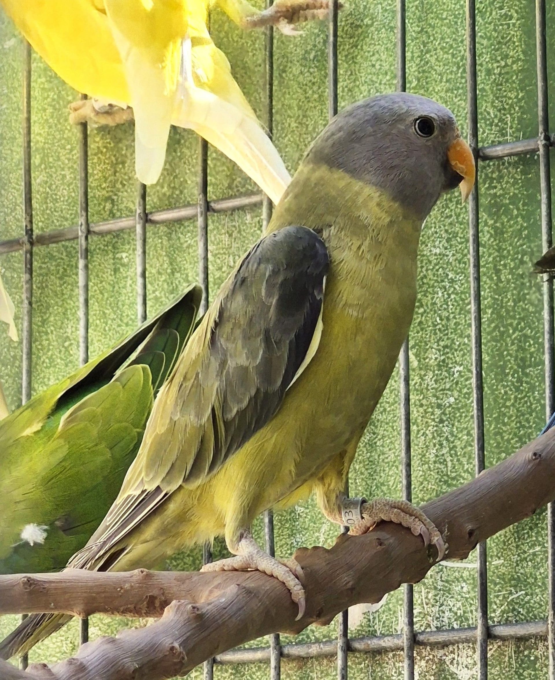 Ameixa Verde cinza pp de opalino