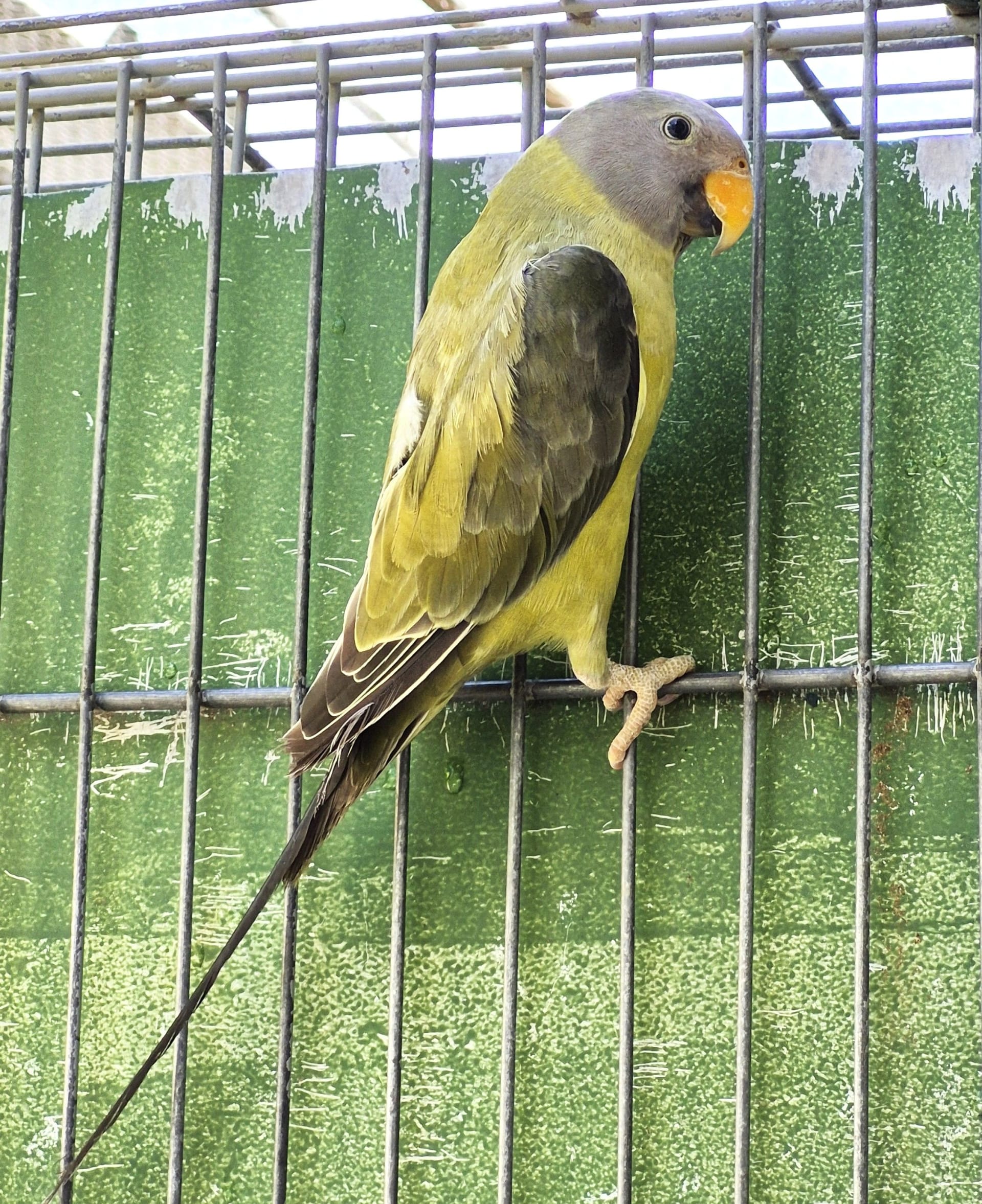 Ameixa Verde cinza pp de opalino