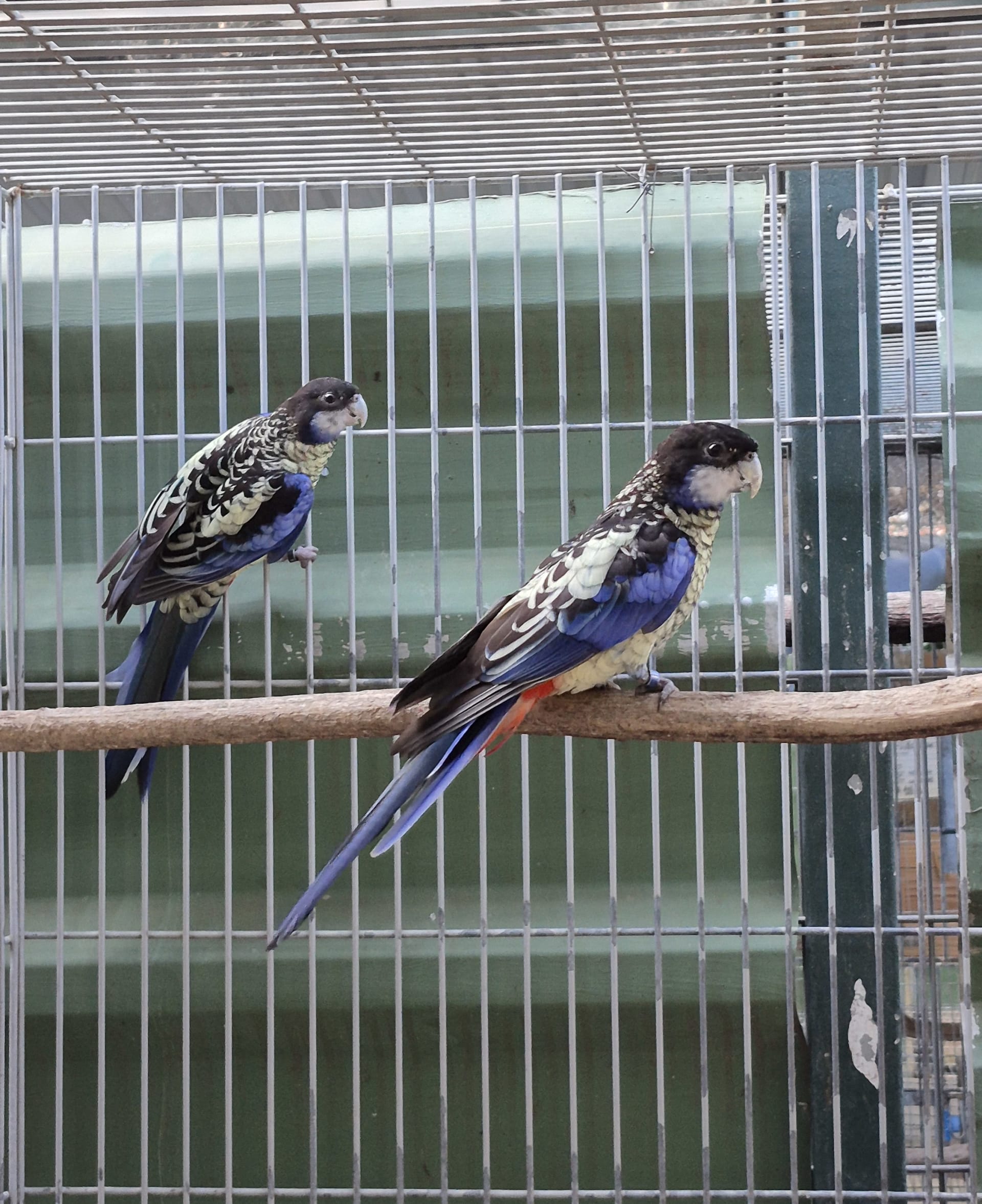 Casal Venustus