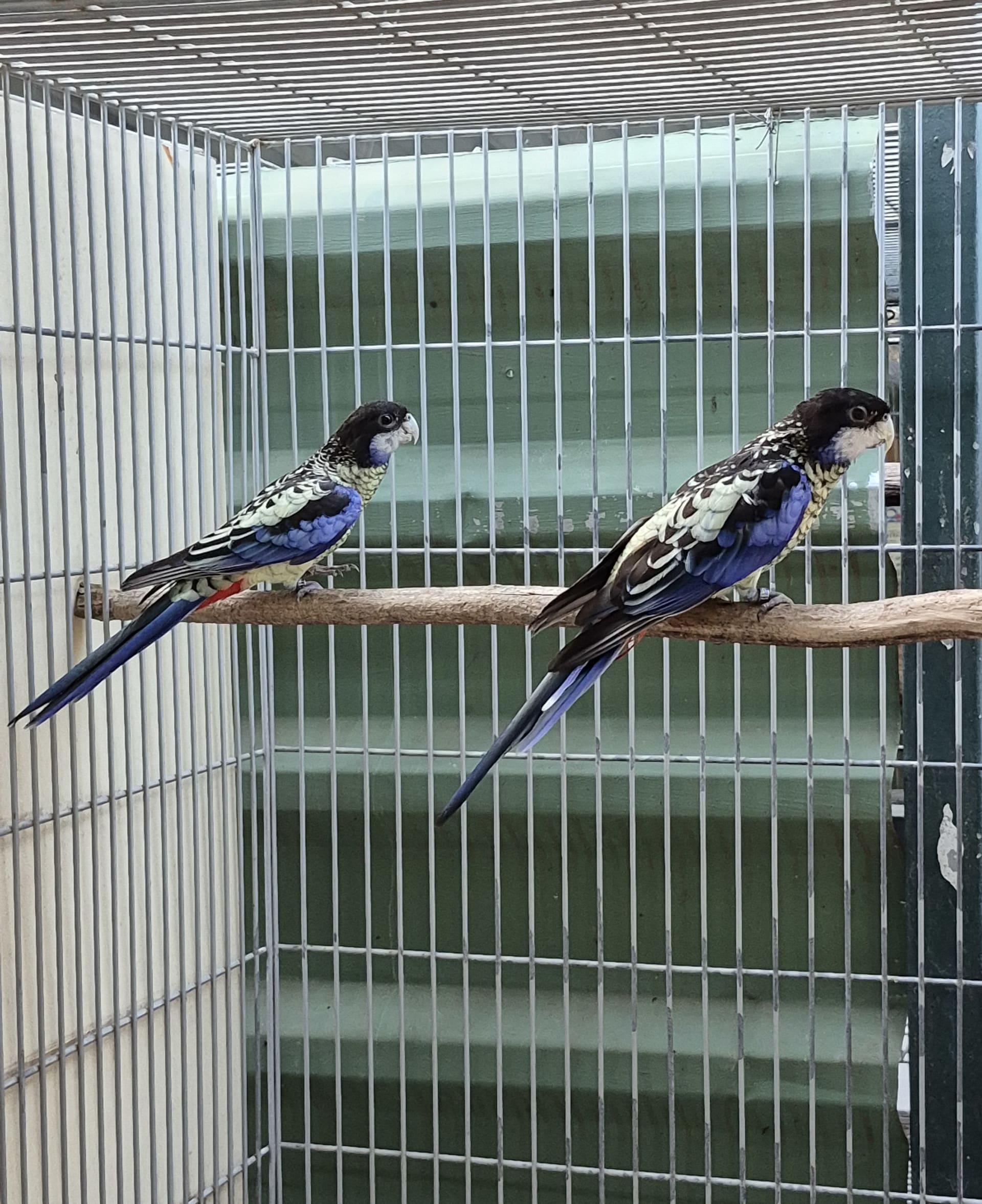Casal Venustus