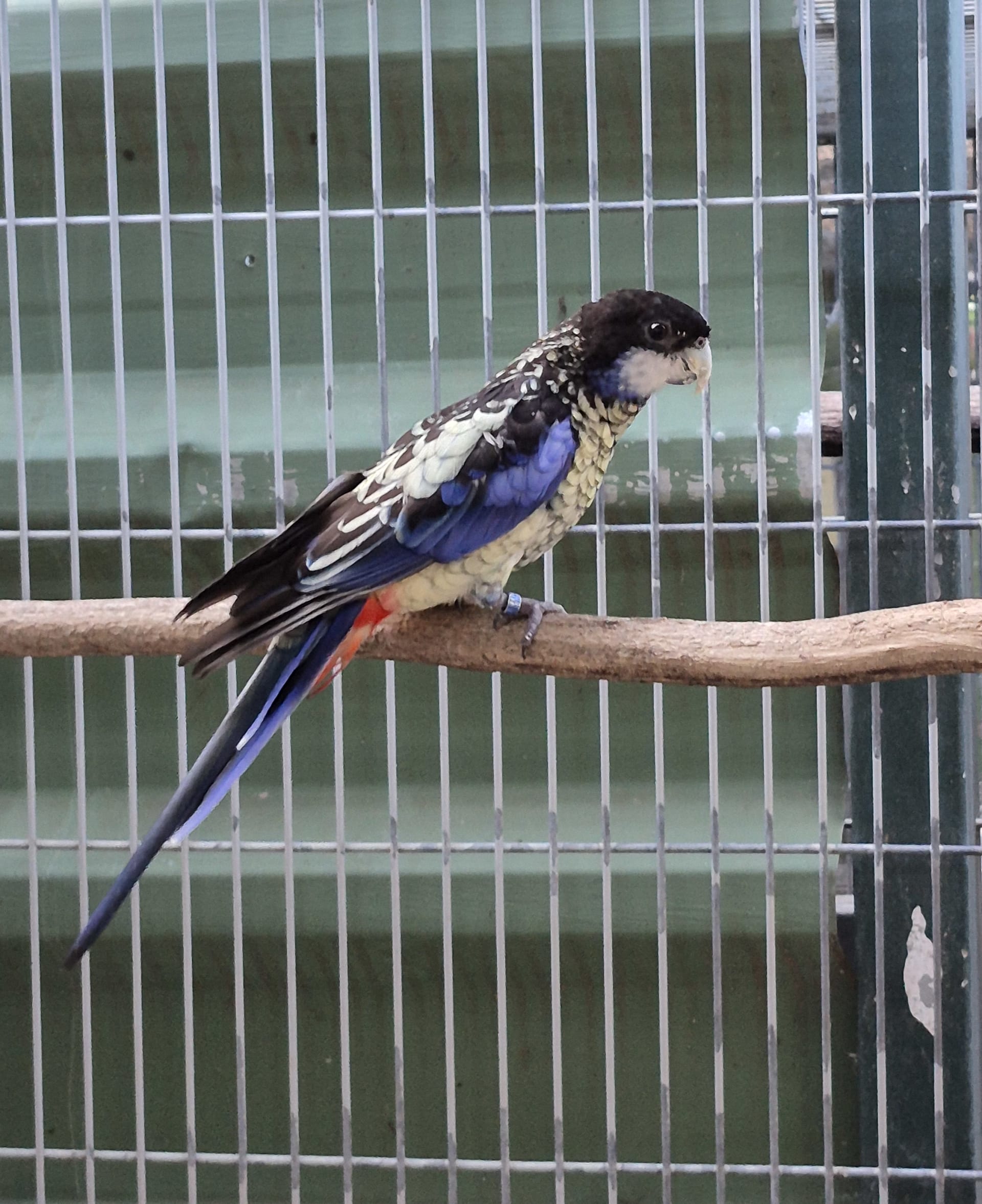 Casal Venustus