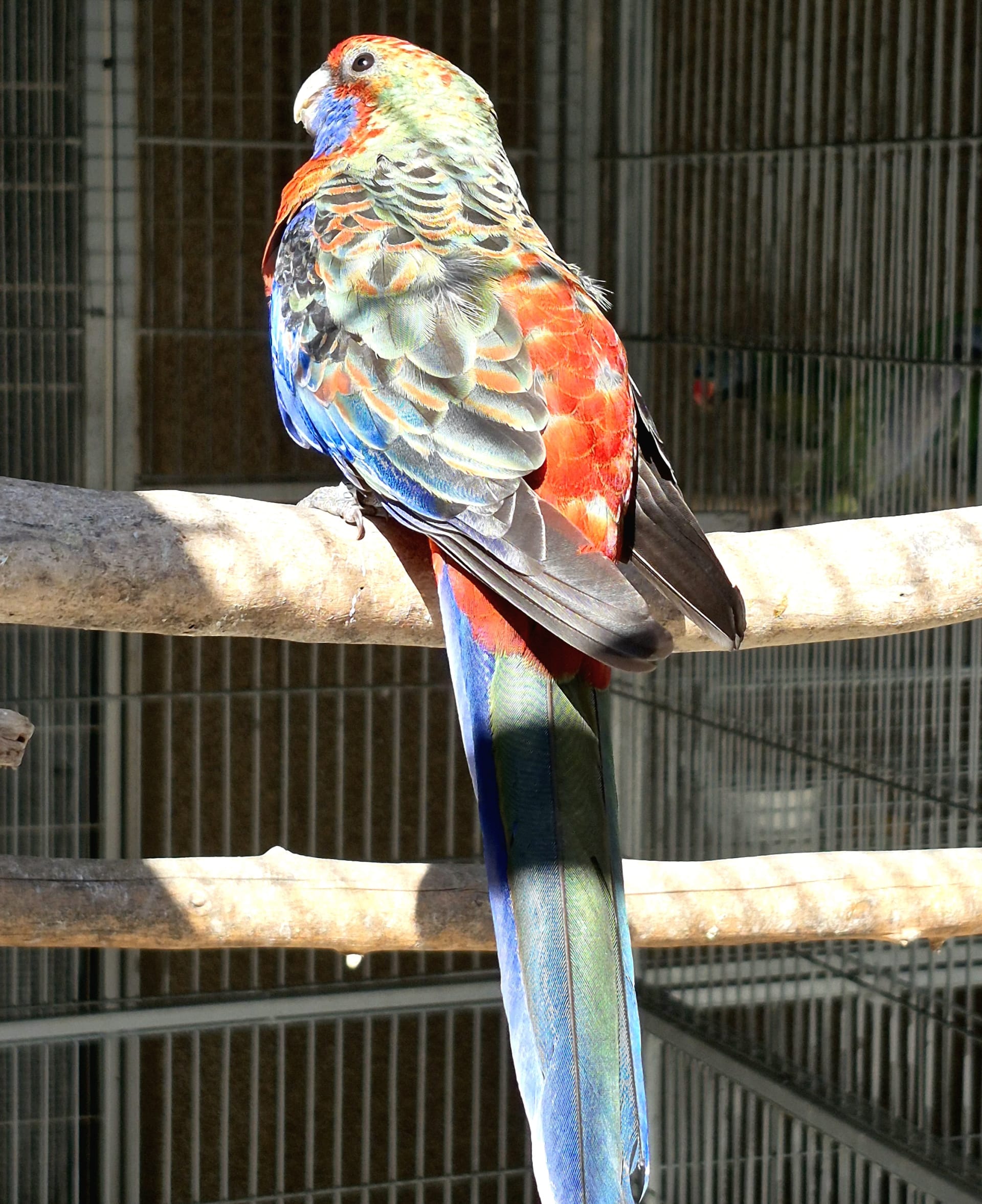 Pennant DP