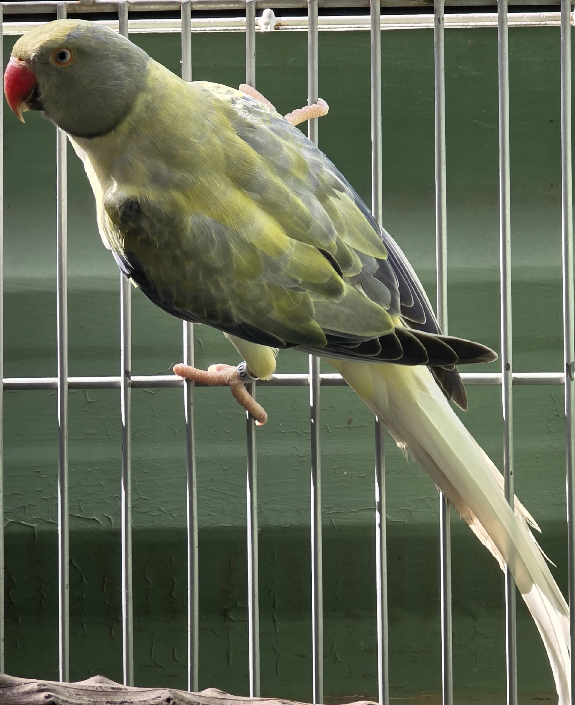 Opalina Cleartail Violeta Turquesa
