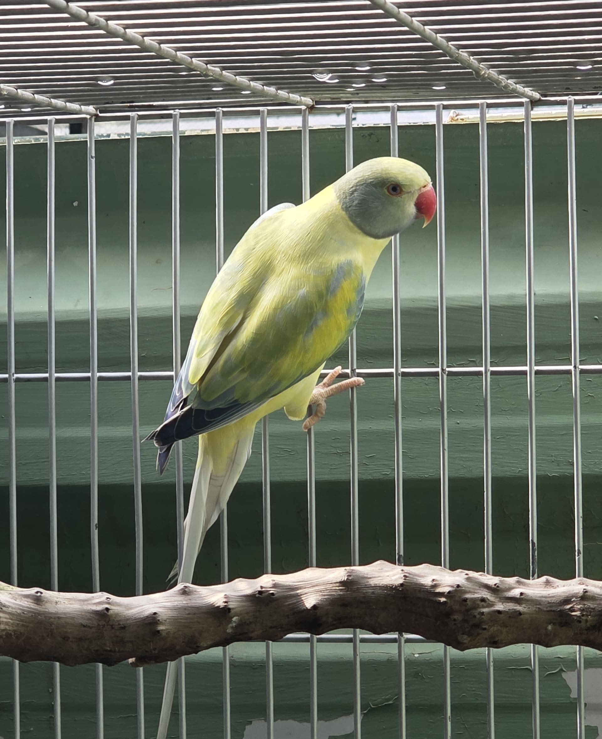 Opalino Cleartail azul turquesa 