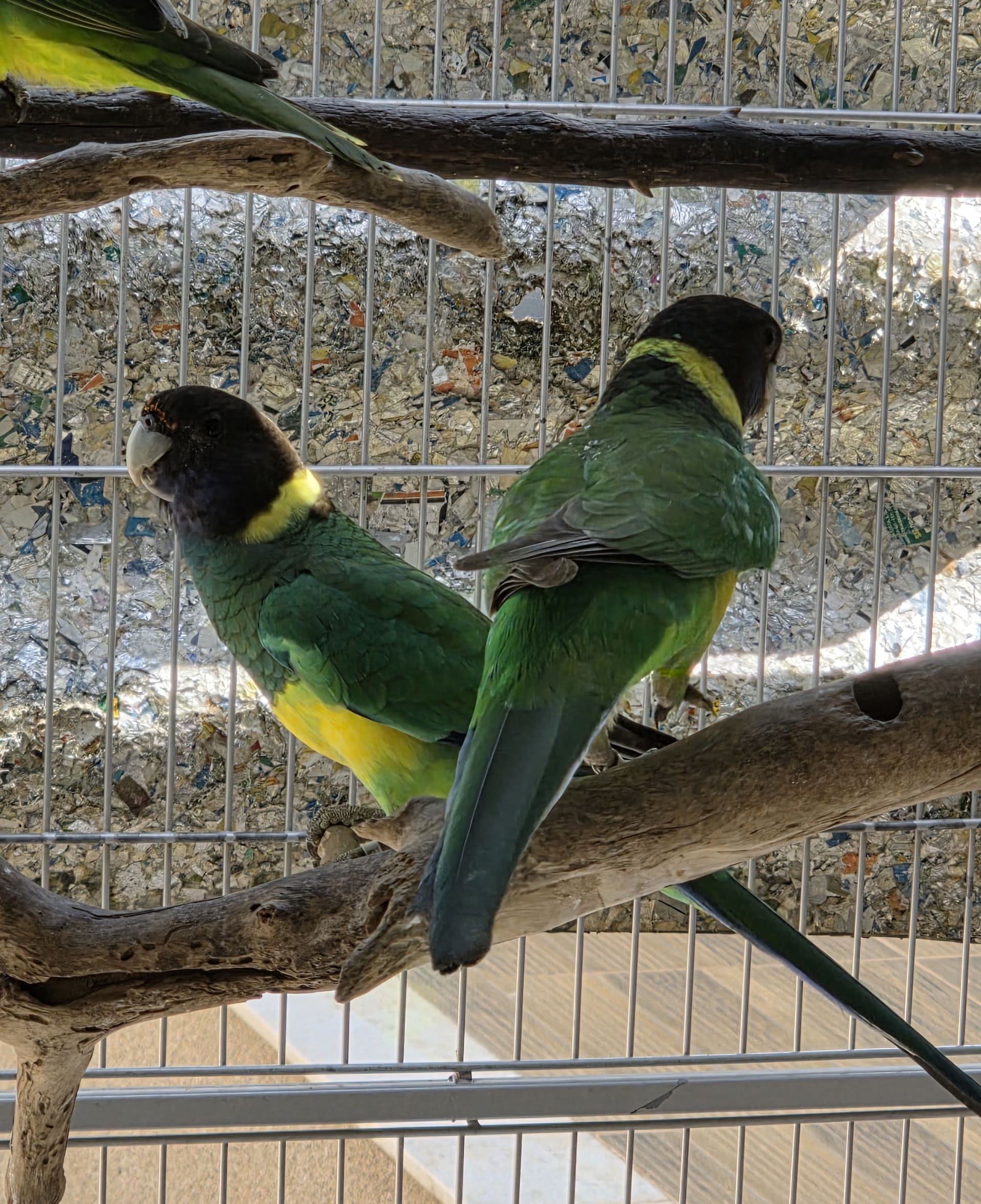 Casal Port Lilcon