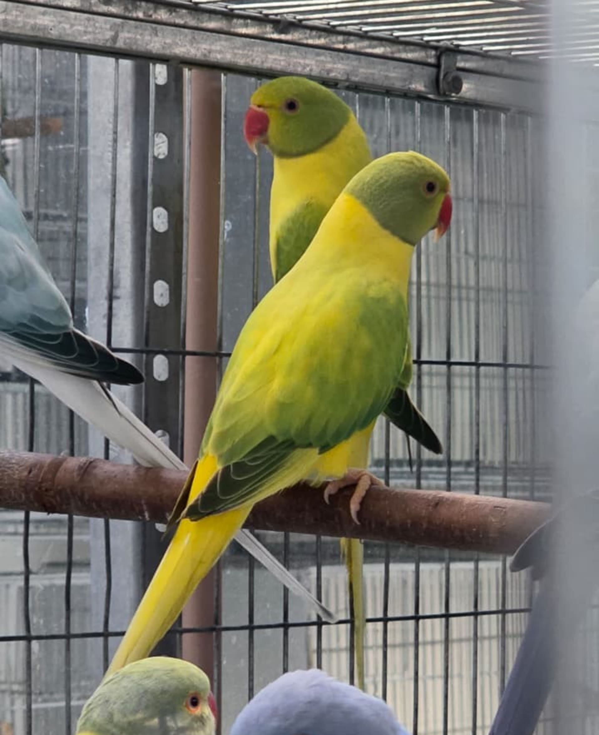 Opalino Clear Verde