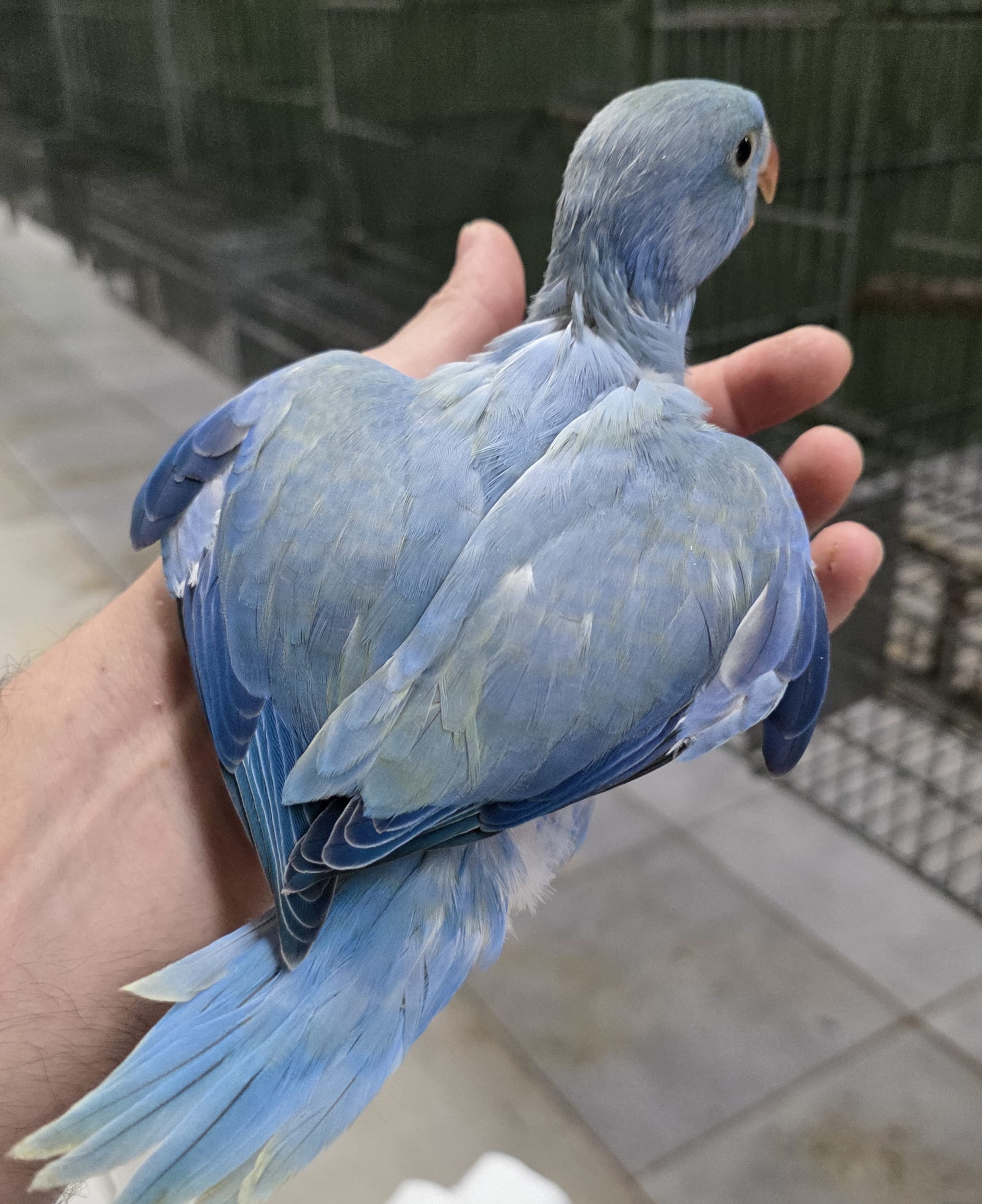 Opalino Violeta
