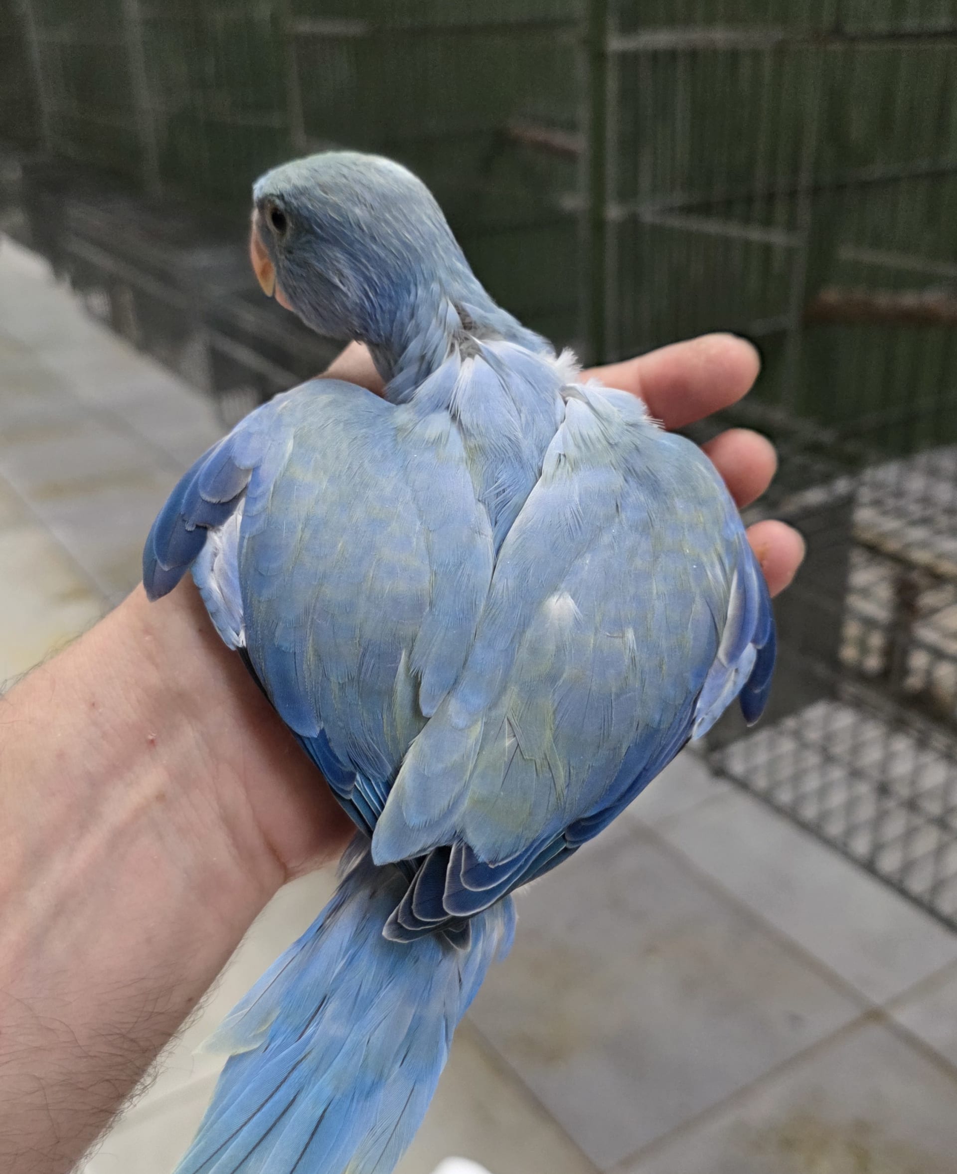 Opalino Violeta