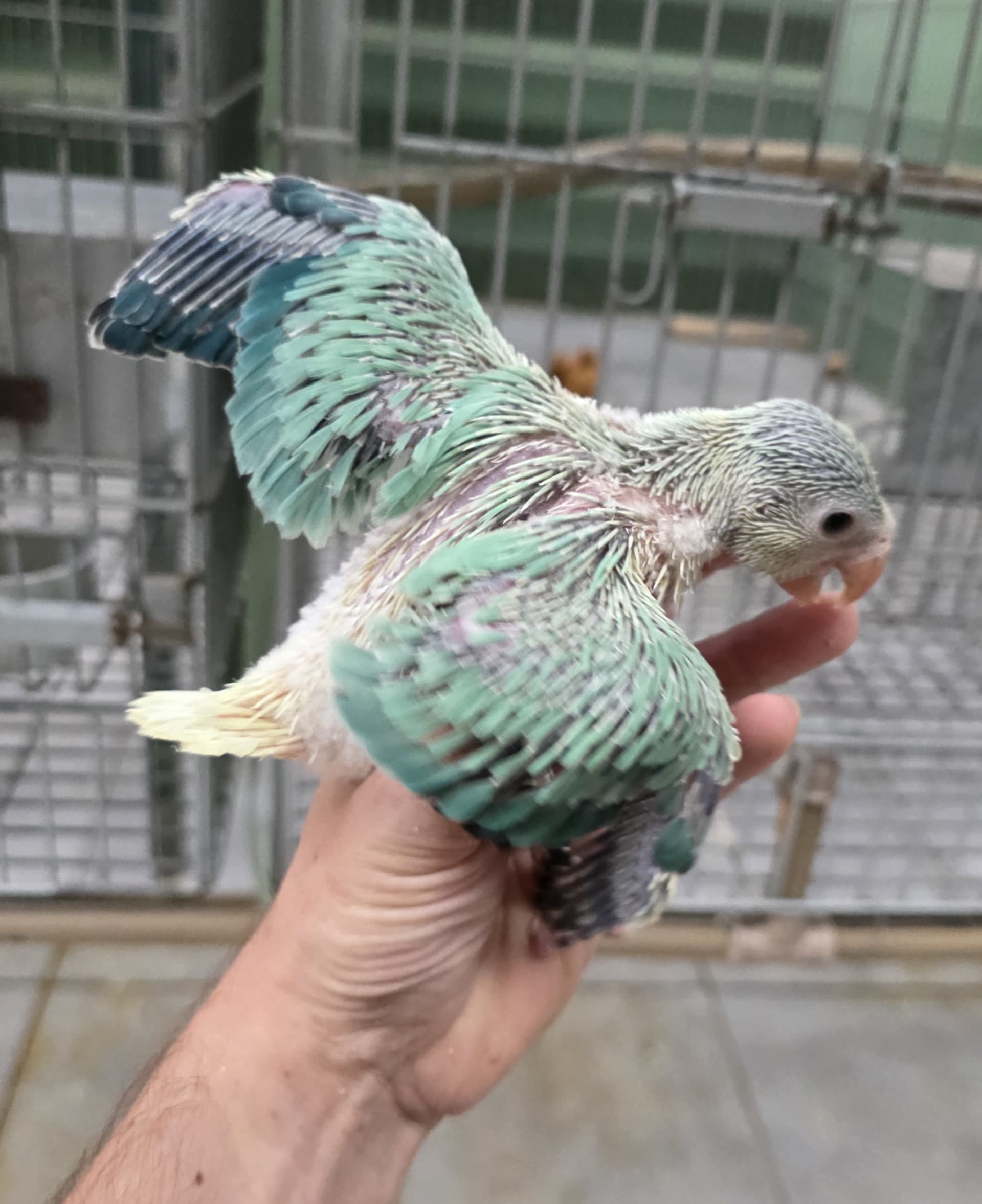 Opalino Cleartail Esmeralda 2026