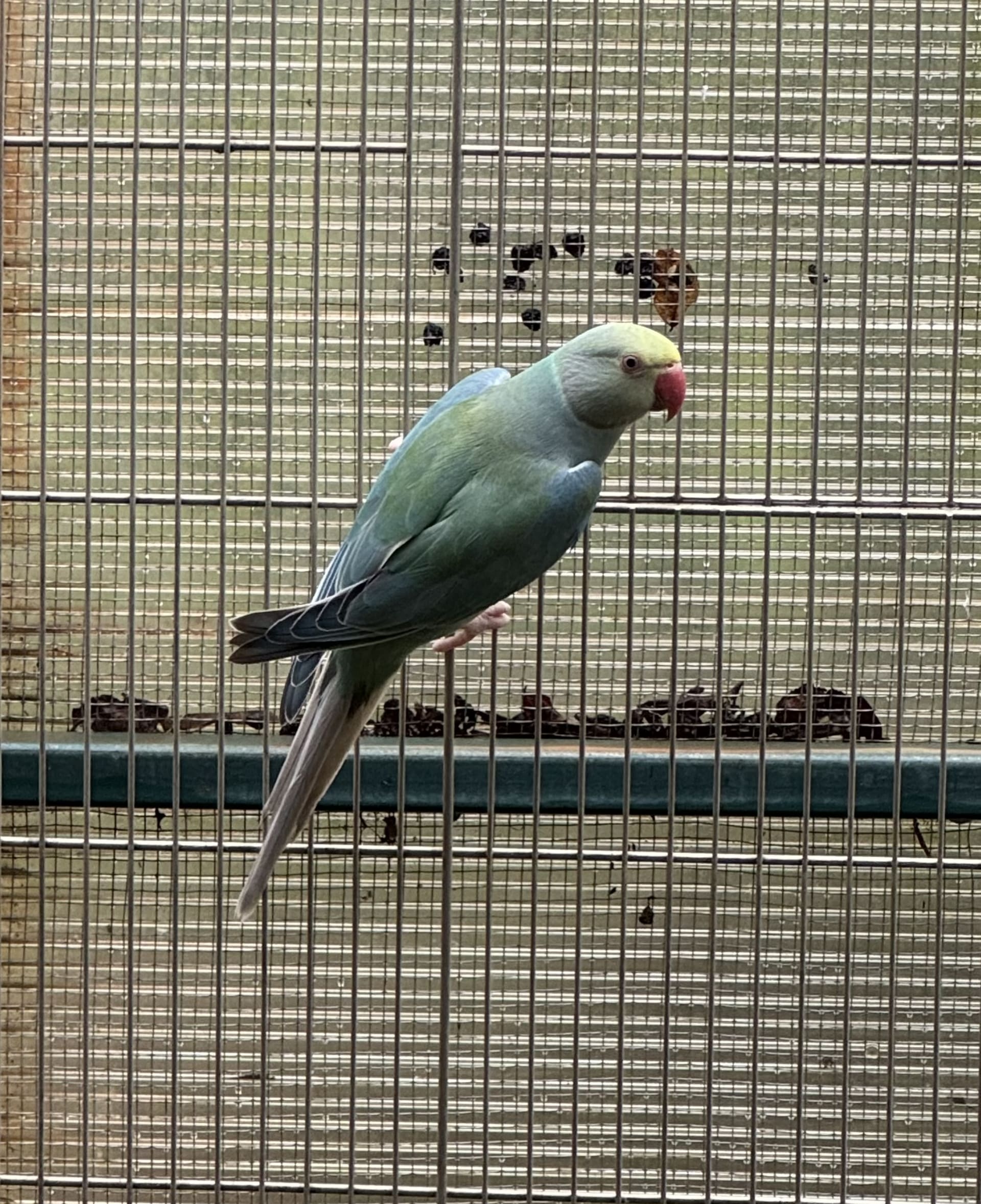 Cleartail Azul Turquesa