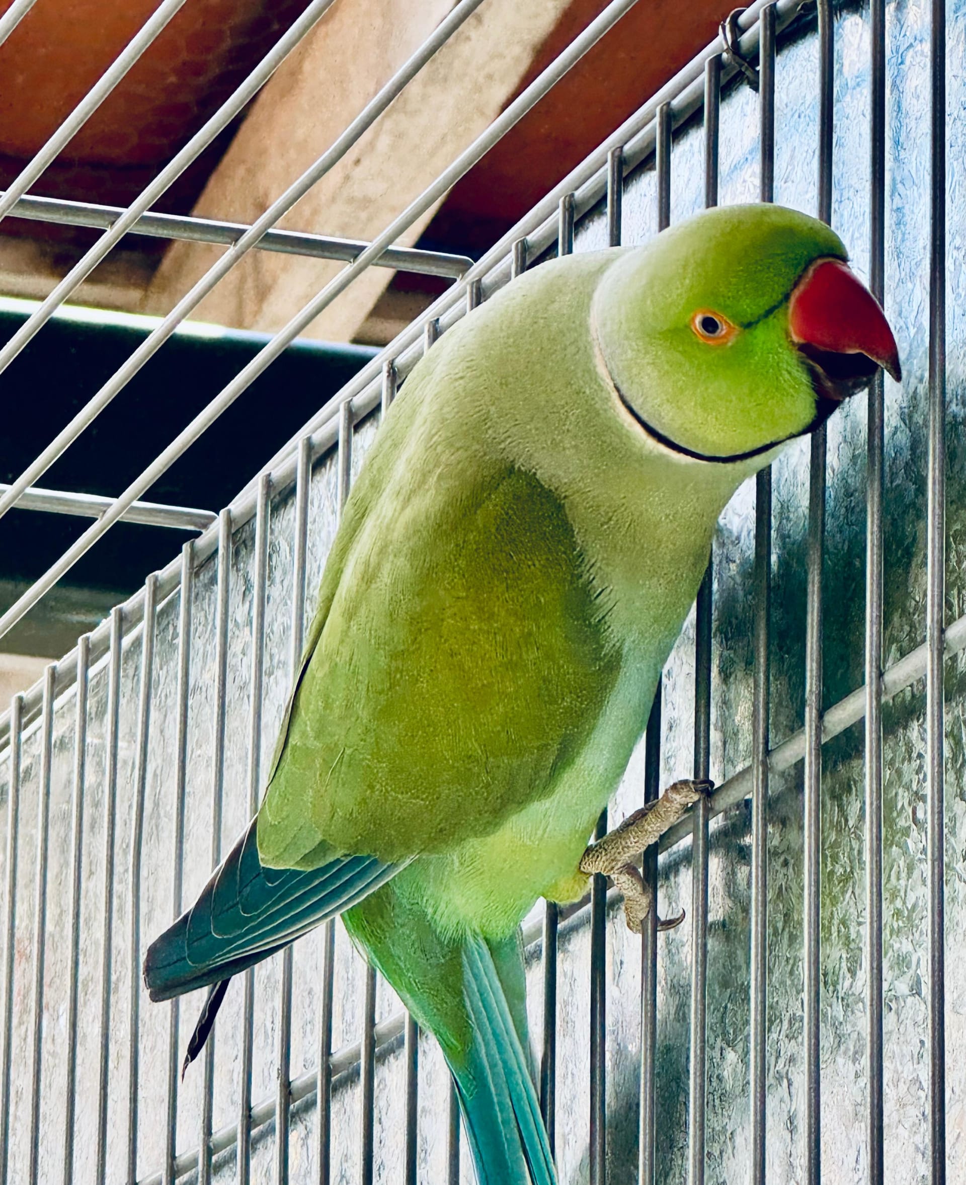 Azul Turq. / Ino
