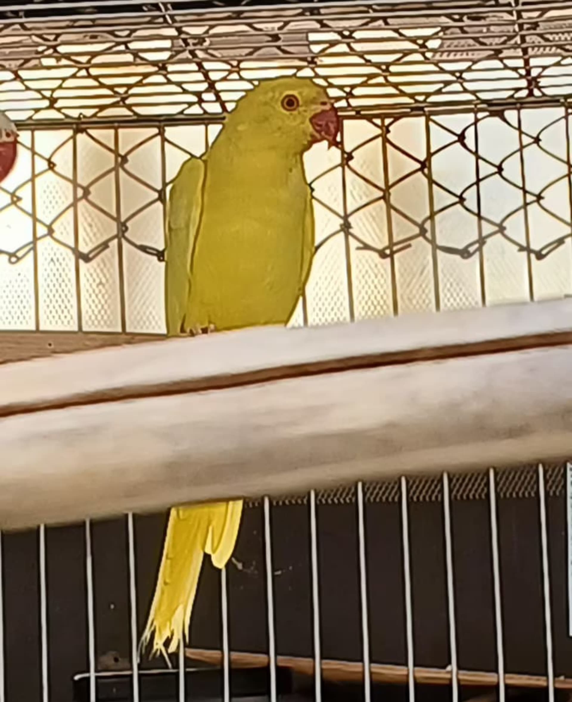 Ring Neck Lutino 