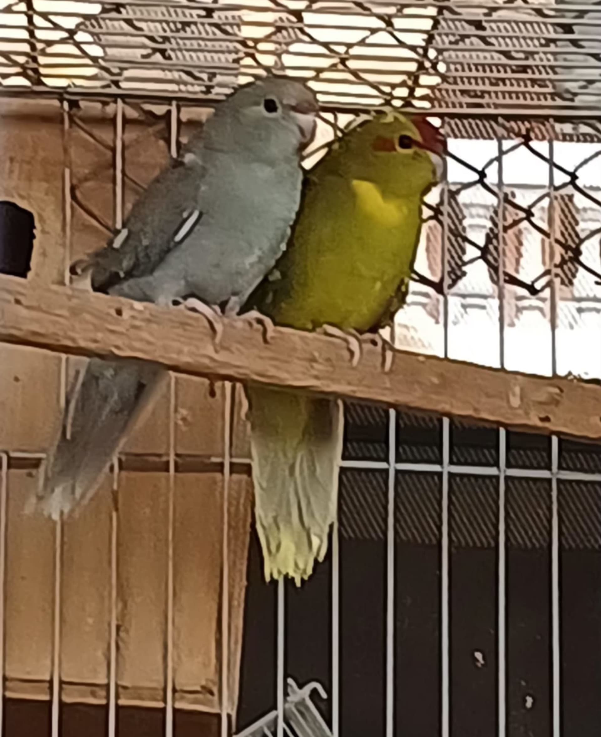 Kakariki Arlequim  canela ( turquesa e verde )