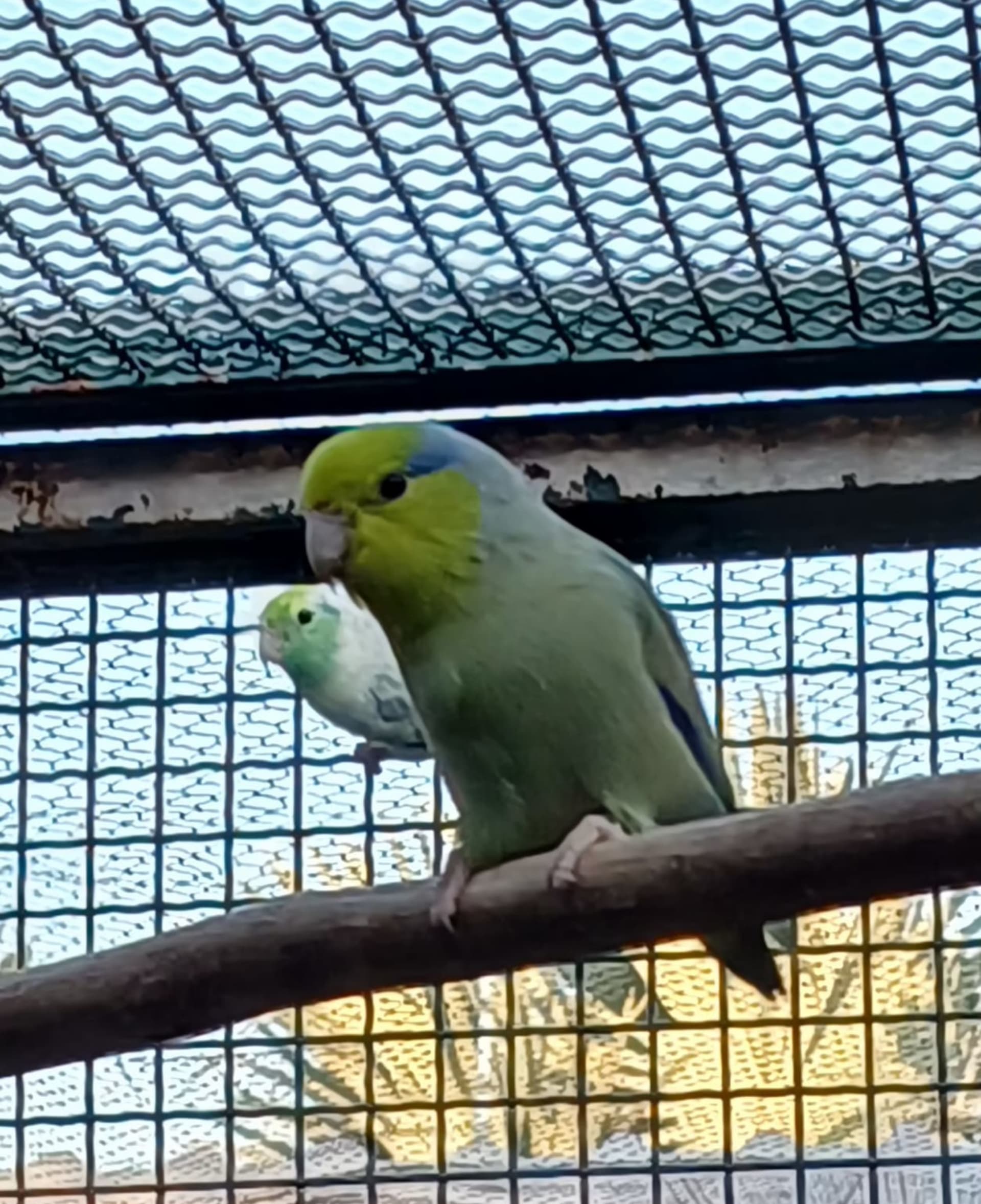 Forpus Verde Jade 