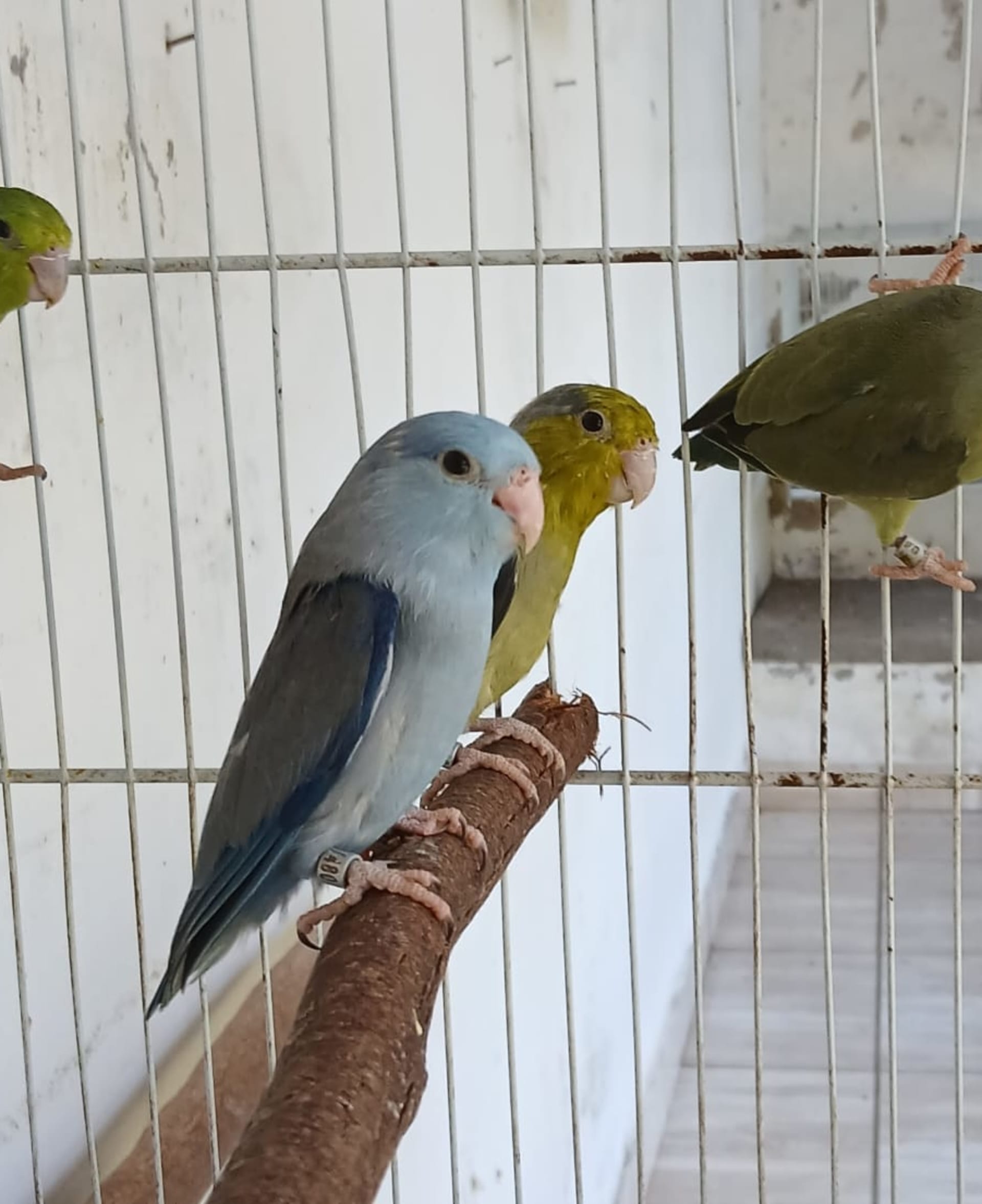 Forpus Coelestis 